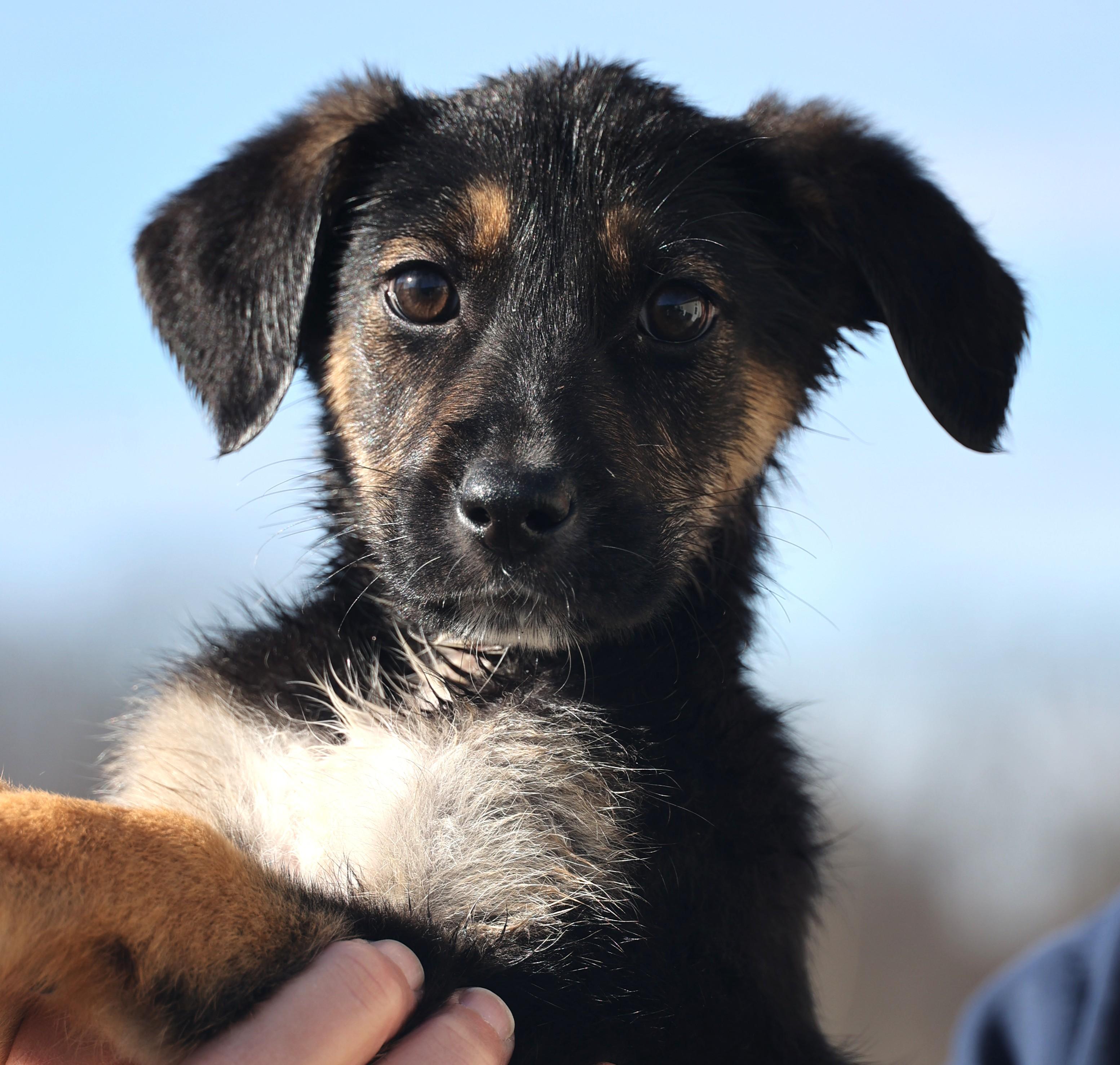 Enlarge 2026Ella, an adopted mixed breed in Frederick, MD image 1/6