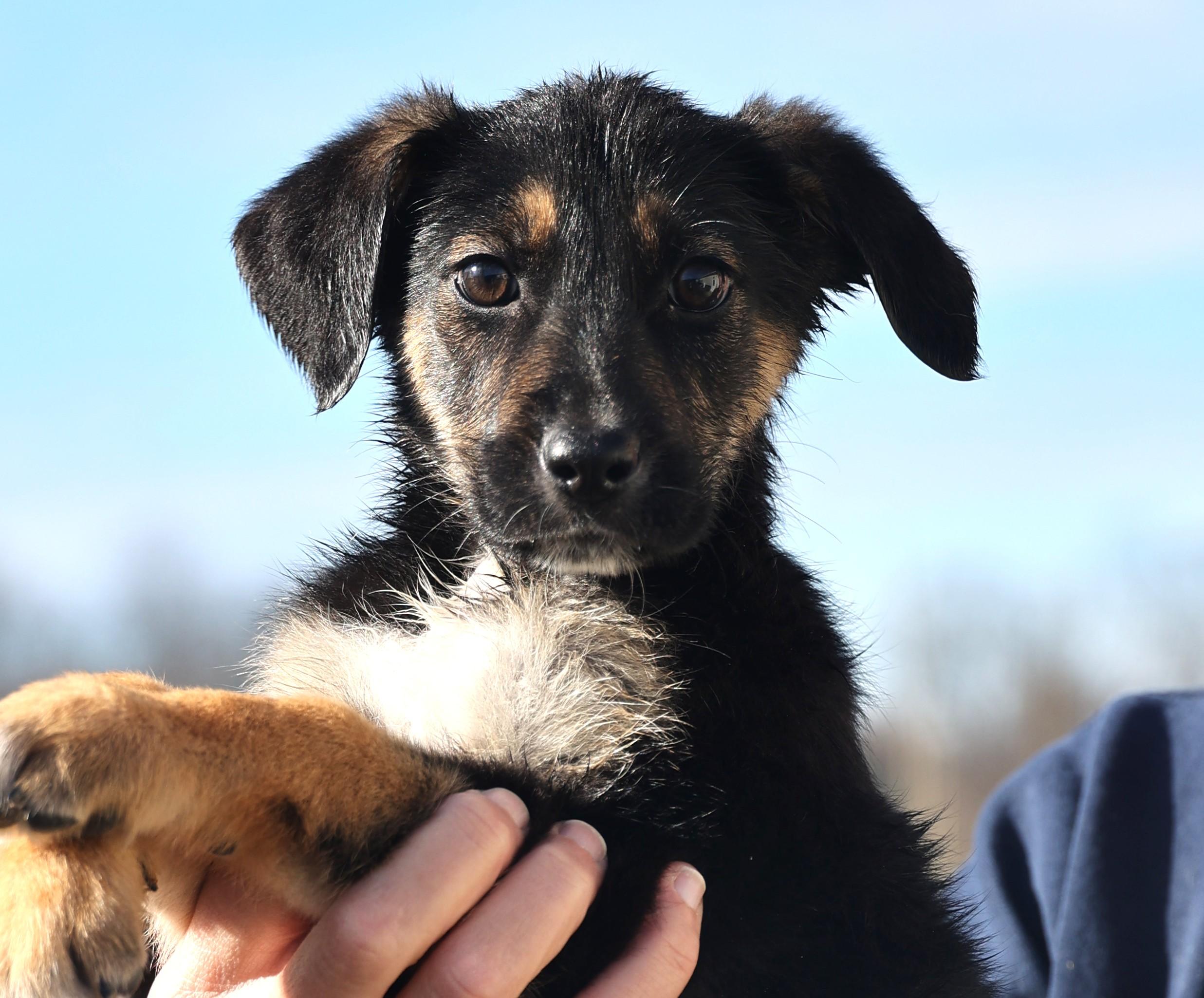 Enlarge 2026Ella, an adopted mixed breed in Frederick, MD image 2/6