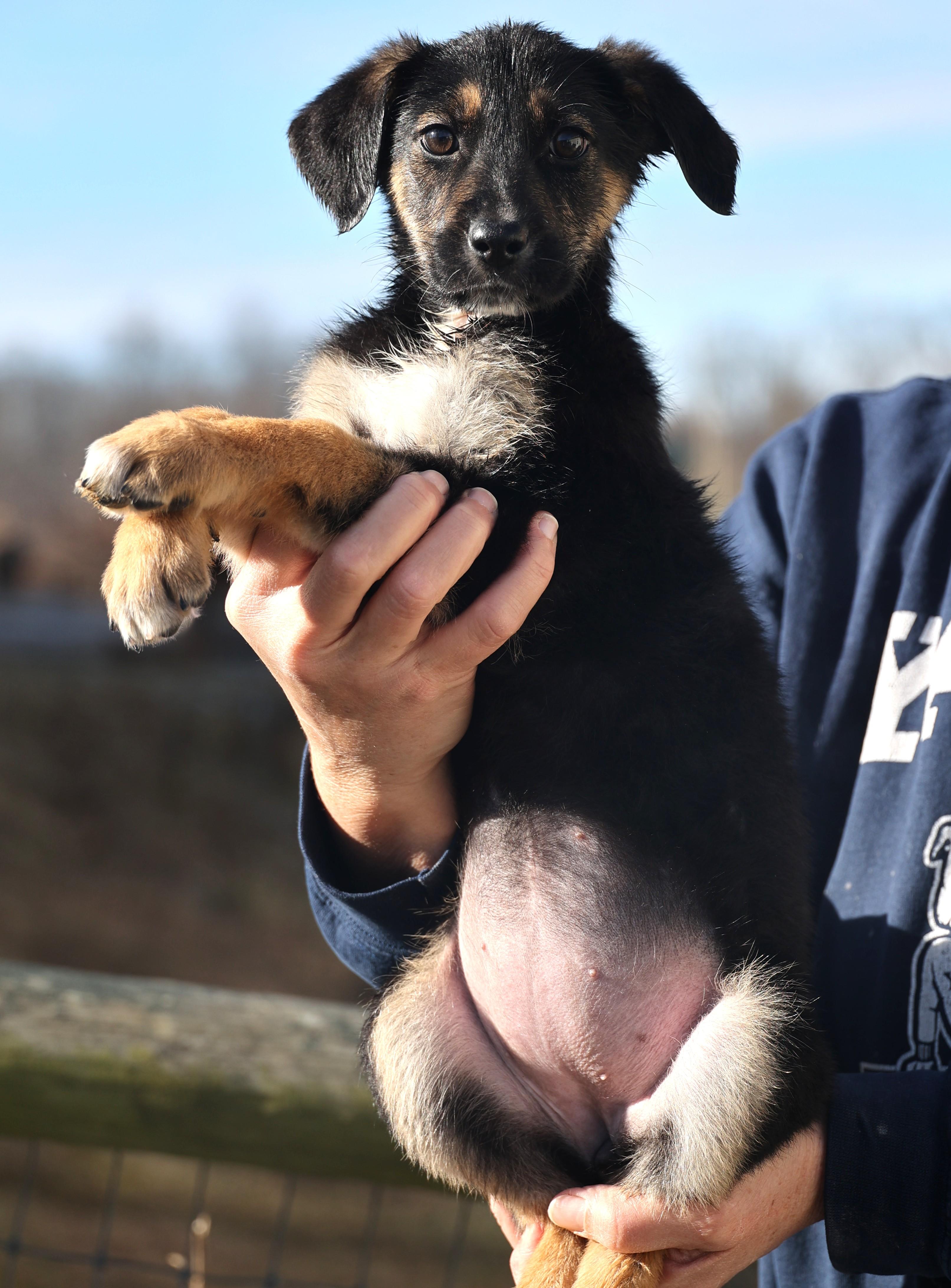 Enlarge 2026Ella, an adopted mixed breed in Frederick, MD image 6/6