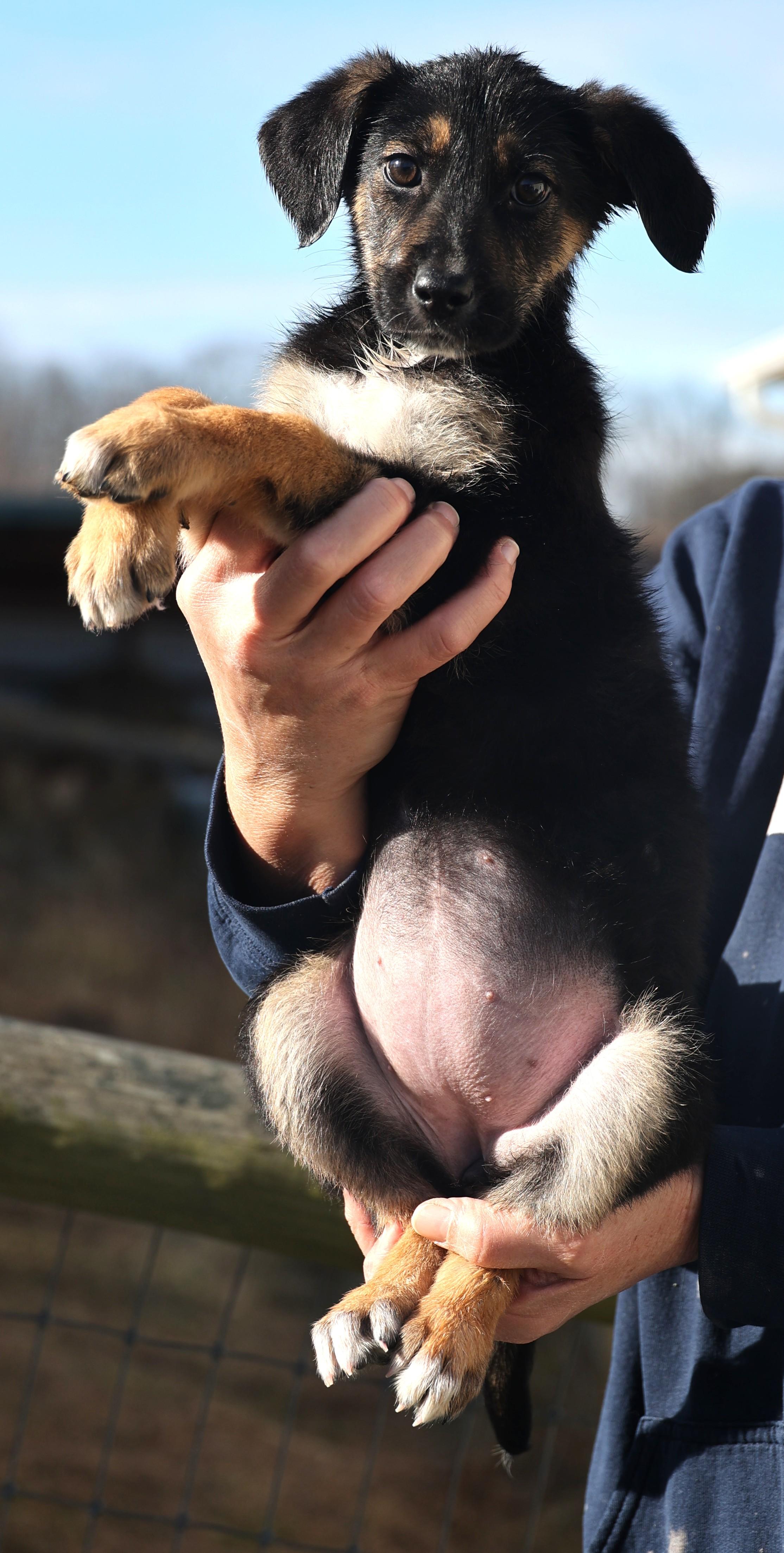 Enlarge 2026Ella, an adopted mixed breed in Frederick, MD image 3/6