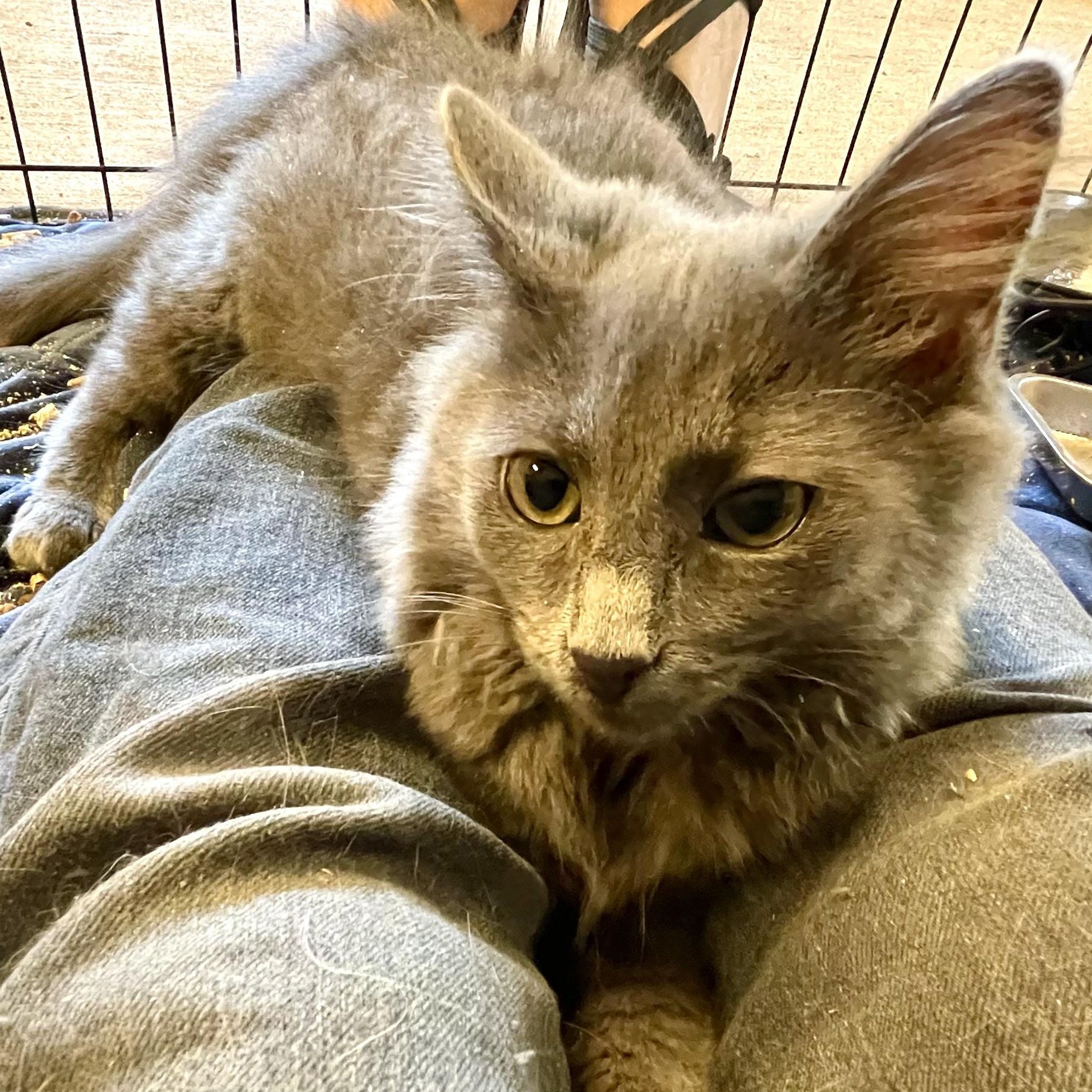 Enlarge Luminary, a Adopted mixed breed in Stanwood, WA image 2/5