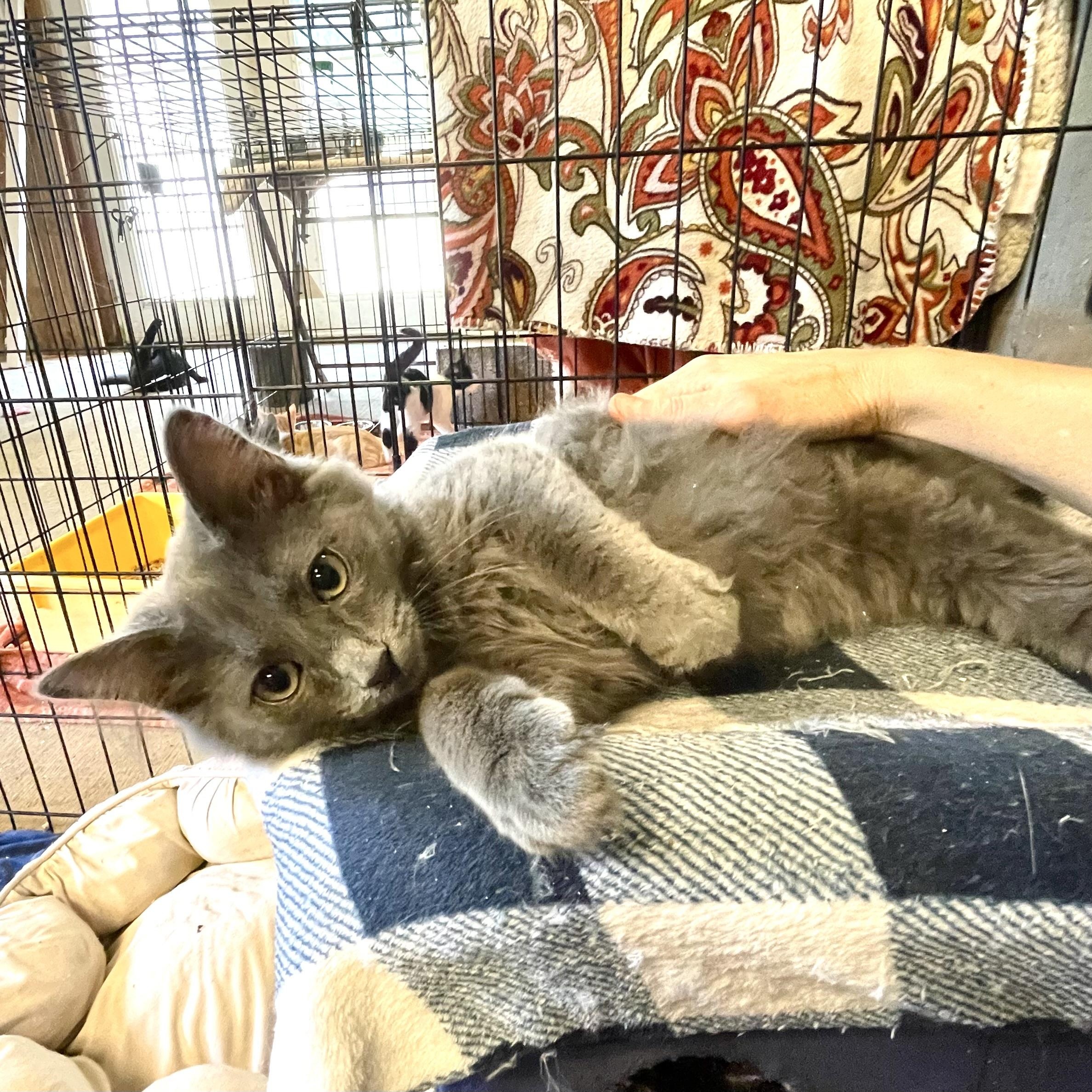 Enlarge Luminary, a Adopted mixed breed in Stanwood, WA image 3/5