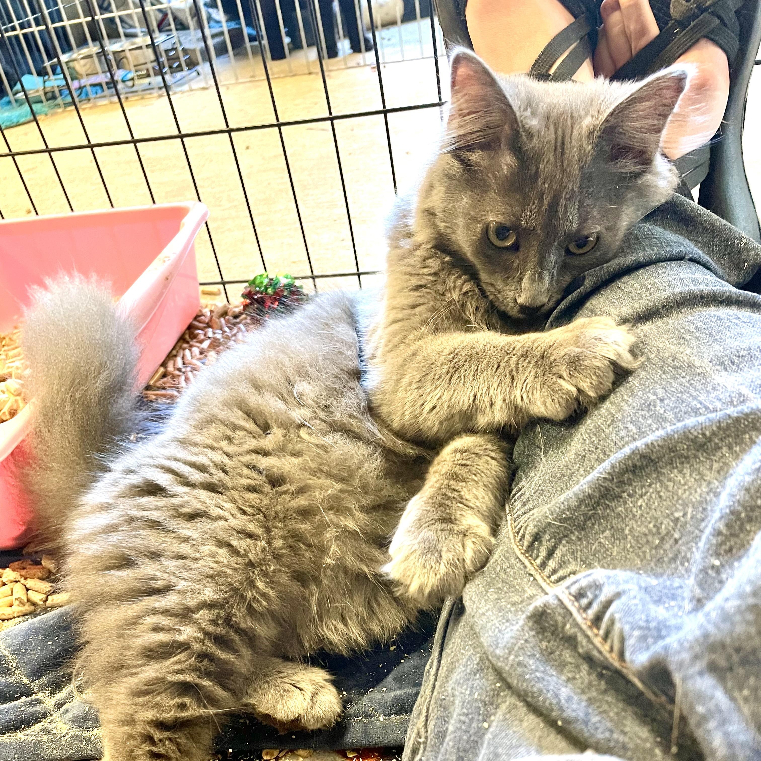 Enlarge Luminary, a Adopted mixed breed in Stanwood, WA image 1/5