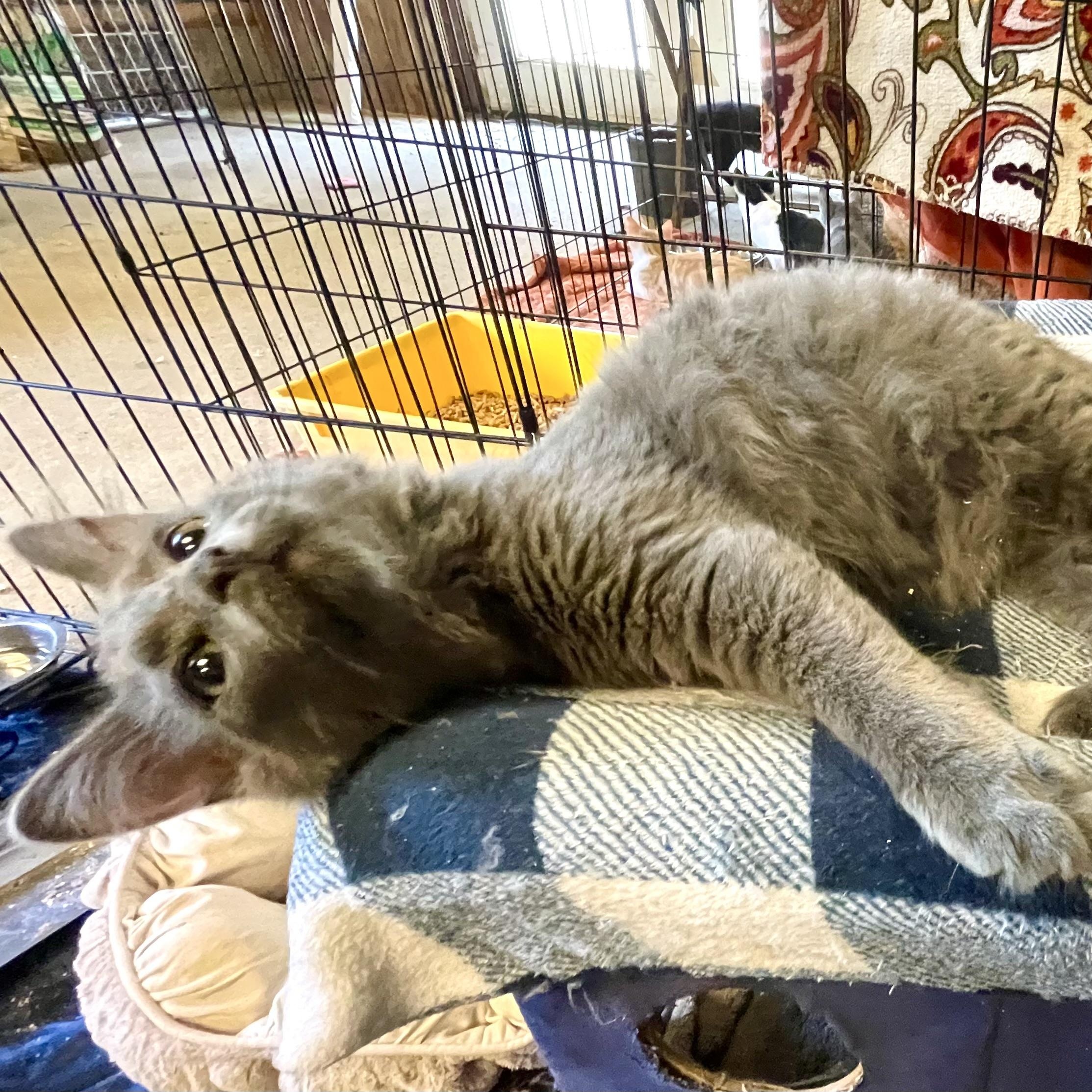 Enlarge Luminary, a Adopted mixed breed in Stanwood, WA image 4/5