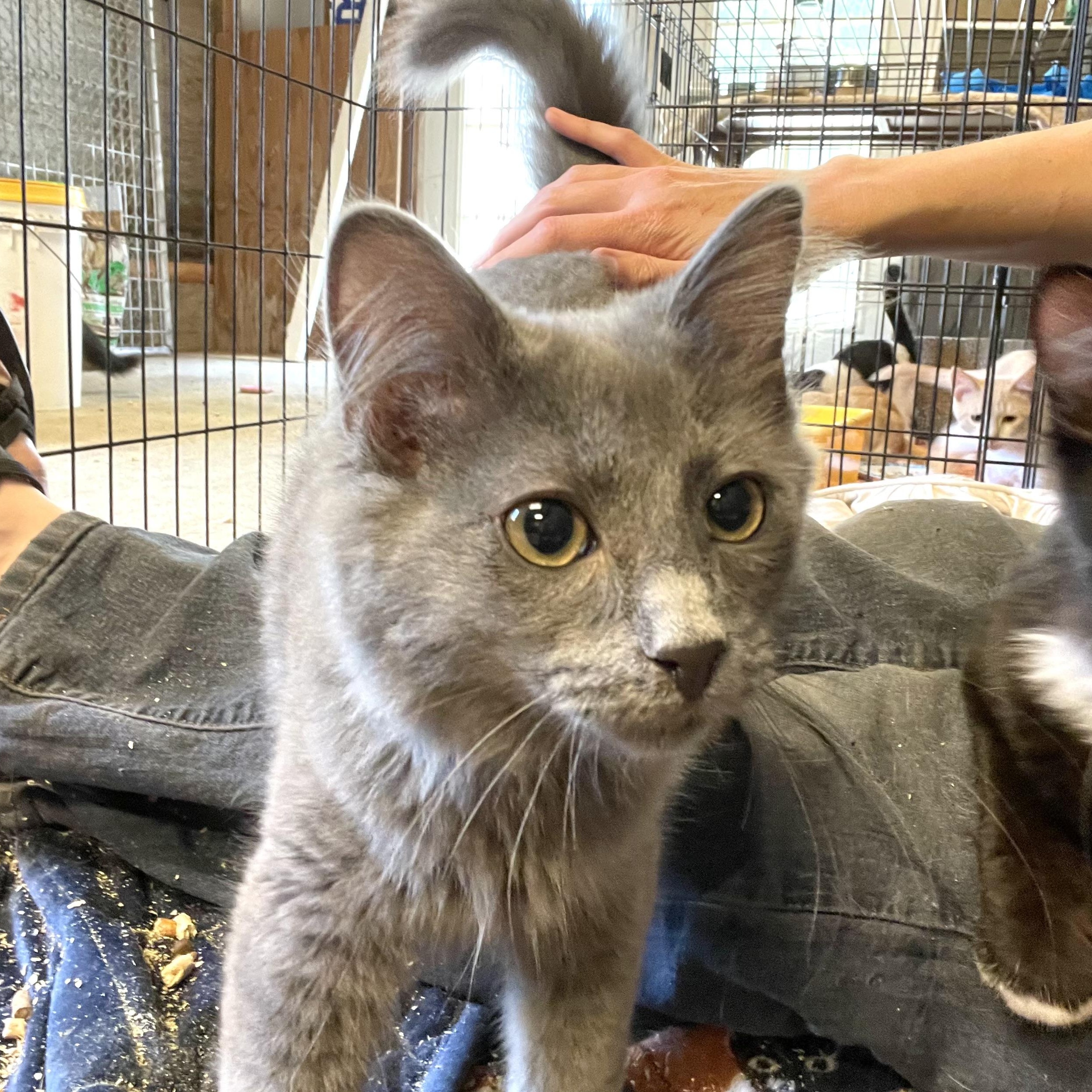 Enlarge Luminary, a Adopted mixed breed in Stanwood, WA image 5/5