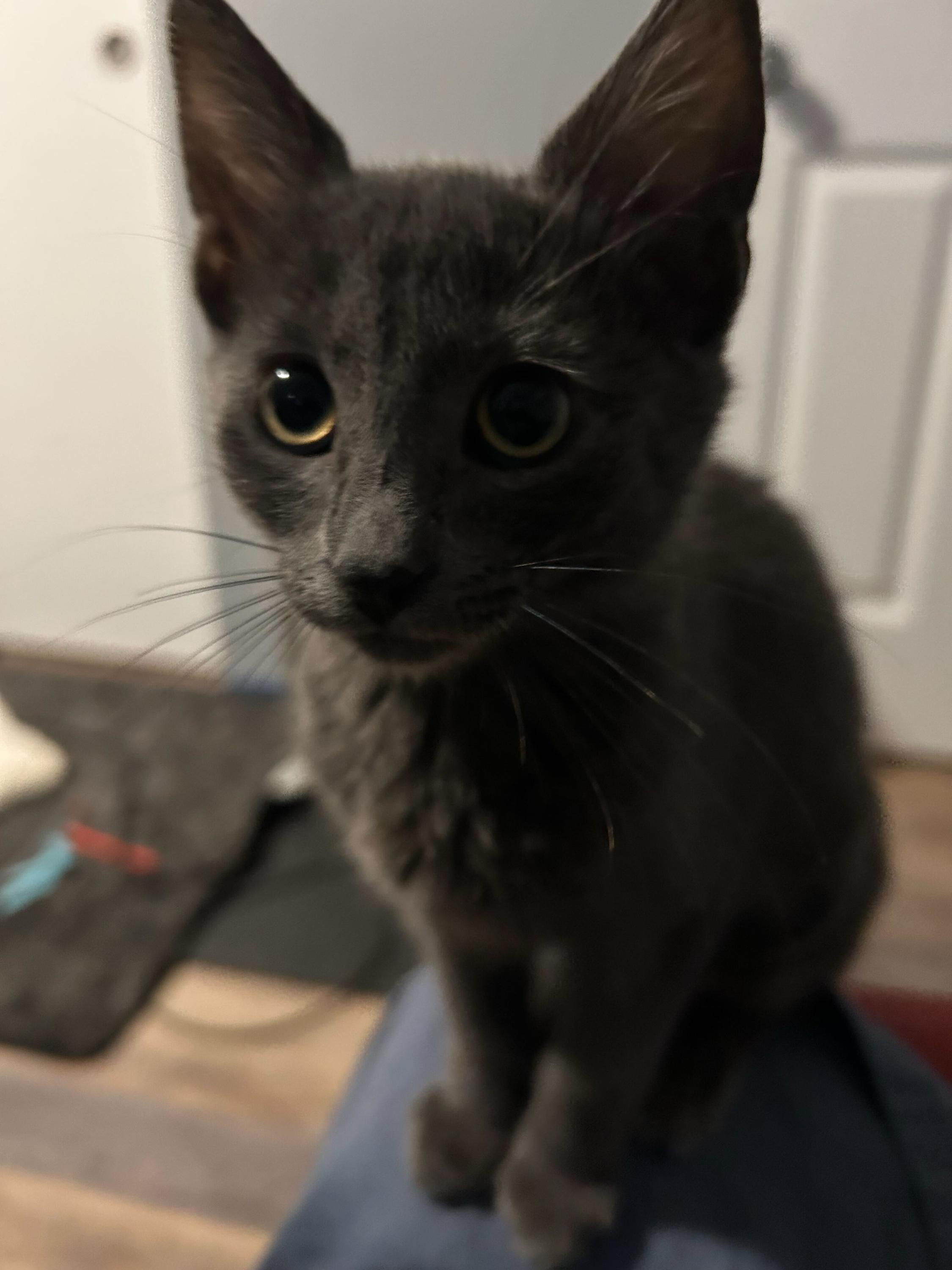 Piper And Dove thumbnail 3