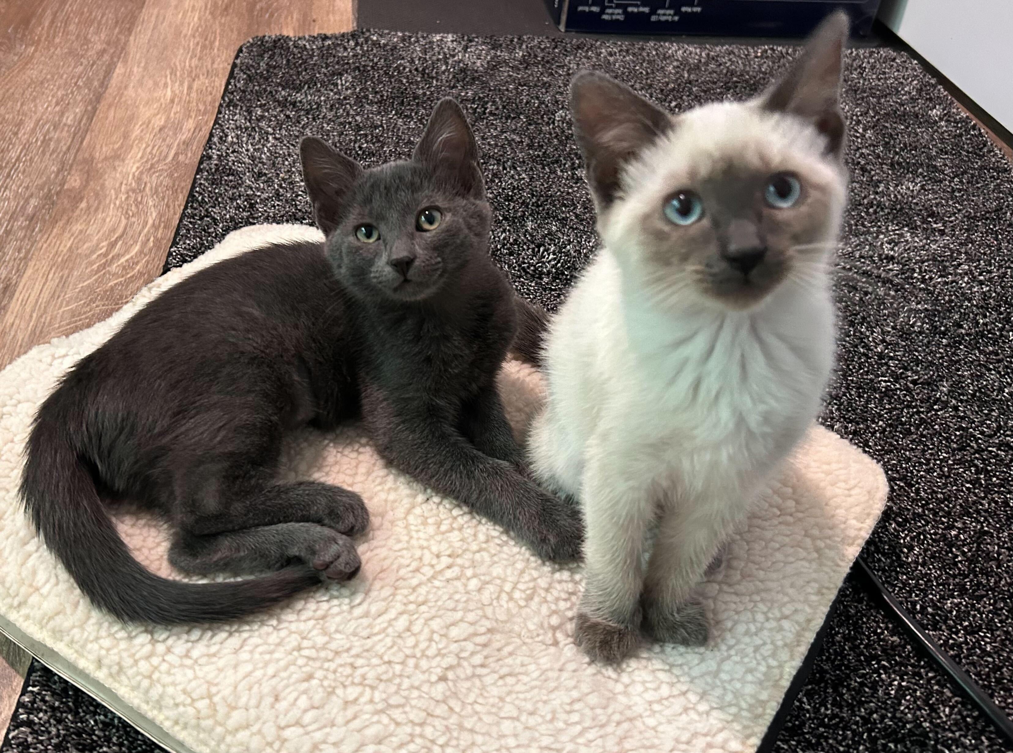 Piper And Dove photo 1