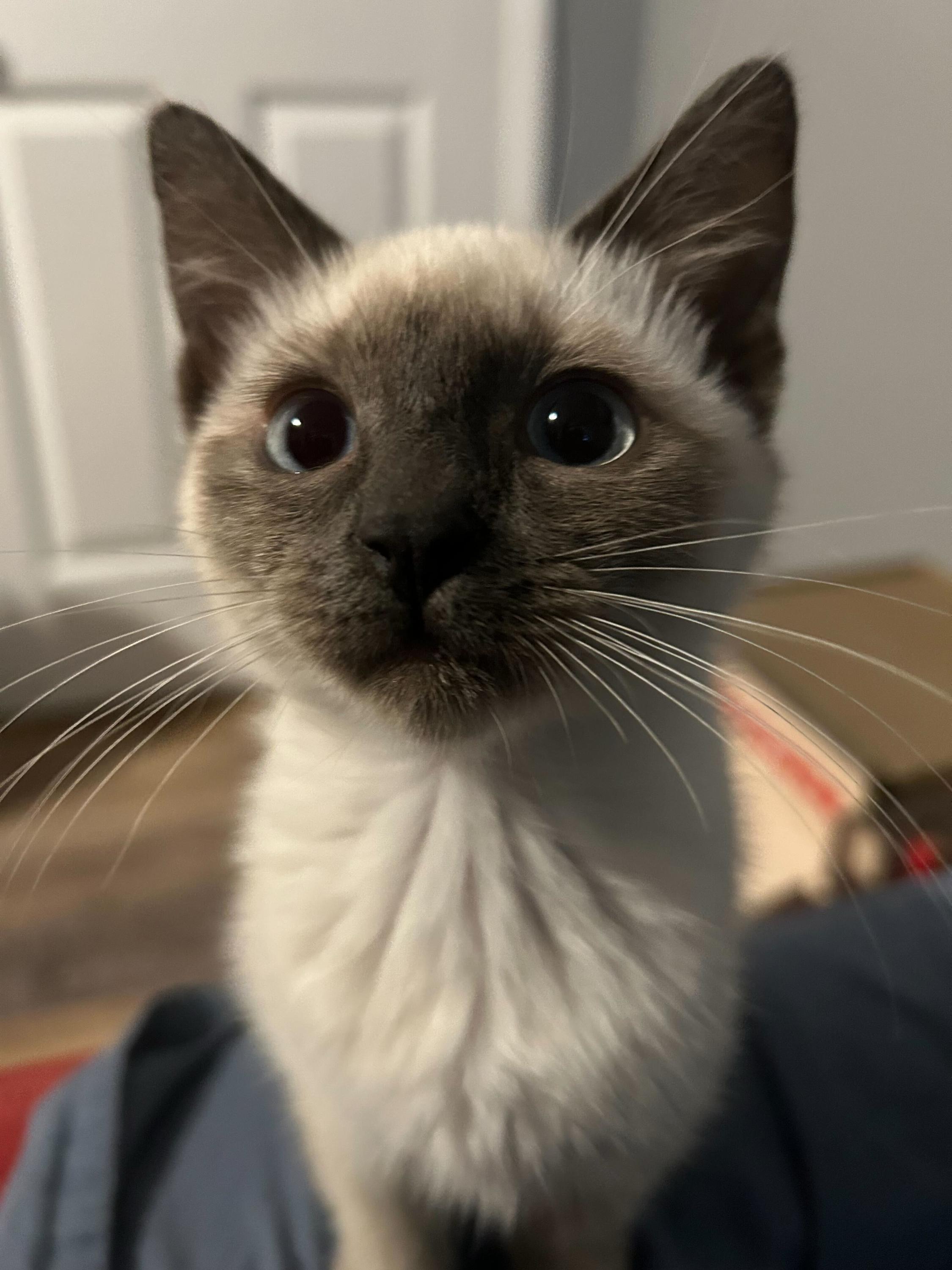 Piper And Dove thumbnail 5