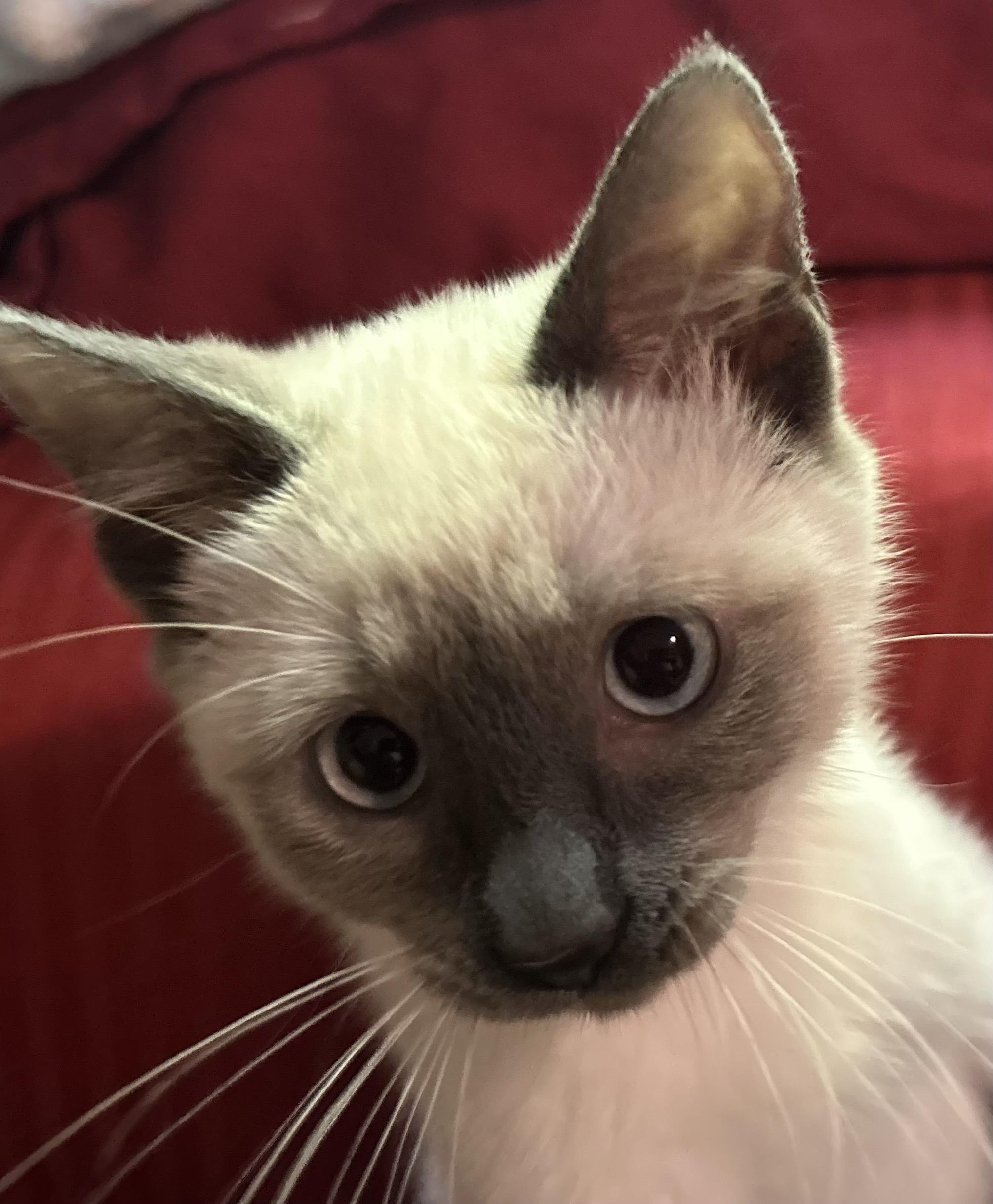 Piper And Dove thumbnail 2