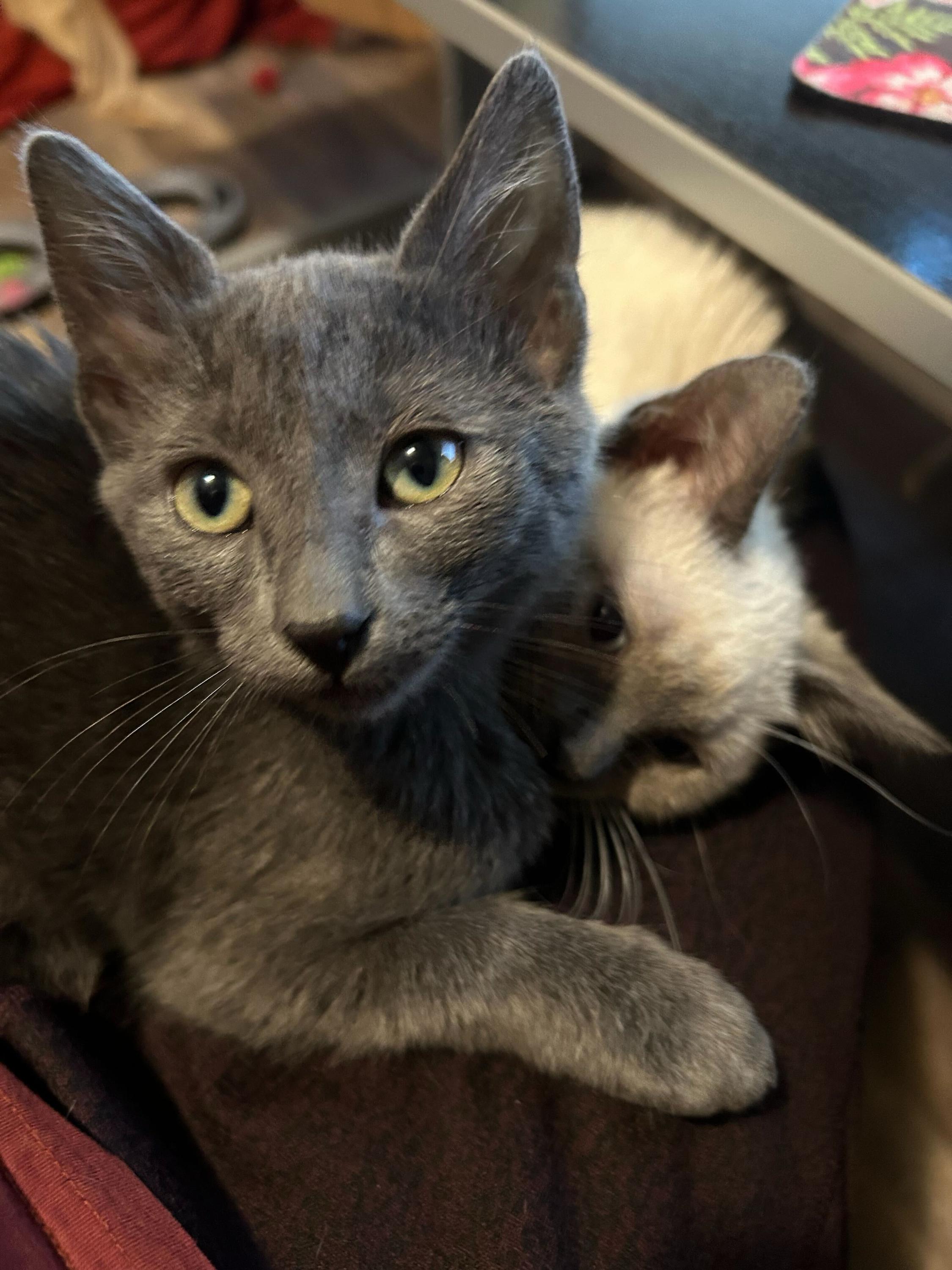 Piper And Dove thumbnail 4