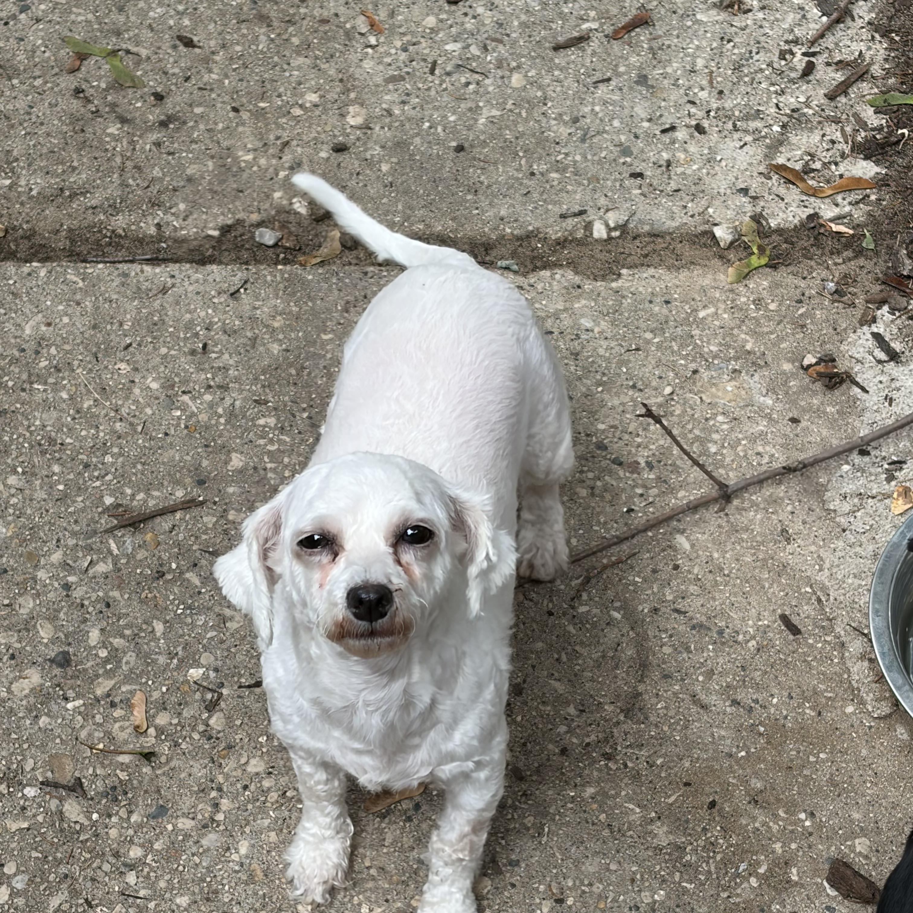 Enlarge Betty White. ADOPT PENDING, a ADOPTABLE Bichon Frise in Chicago, IL image 2/3