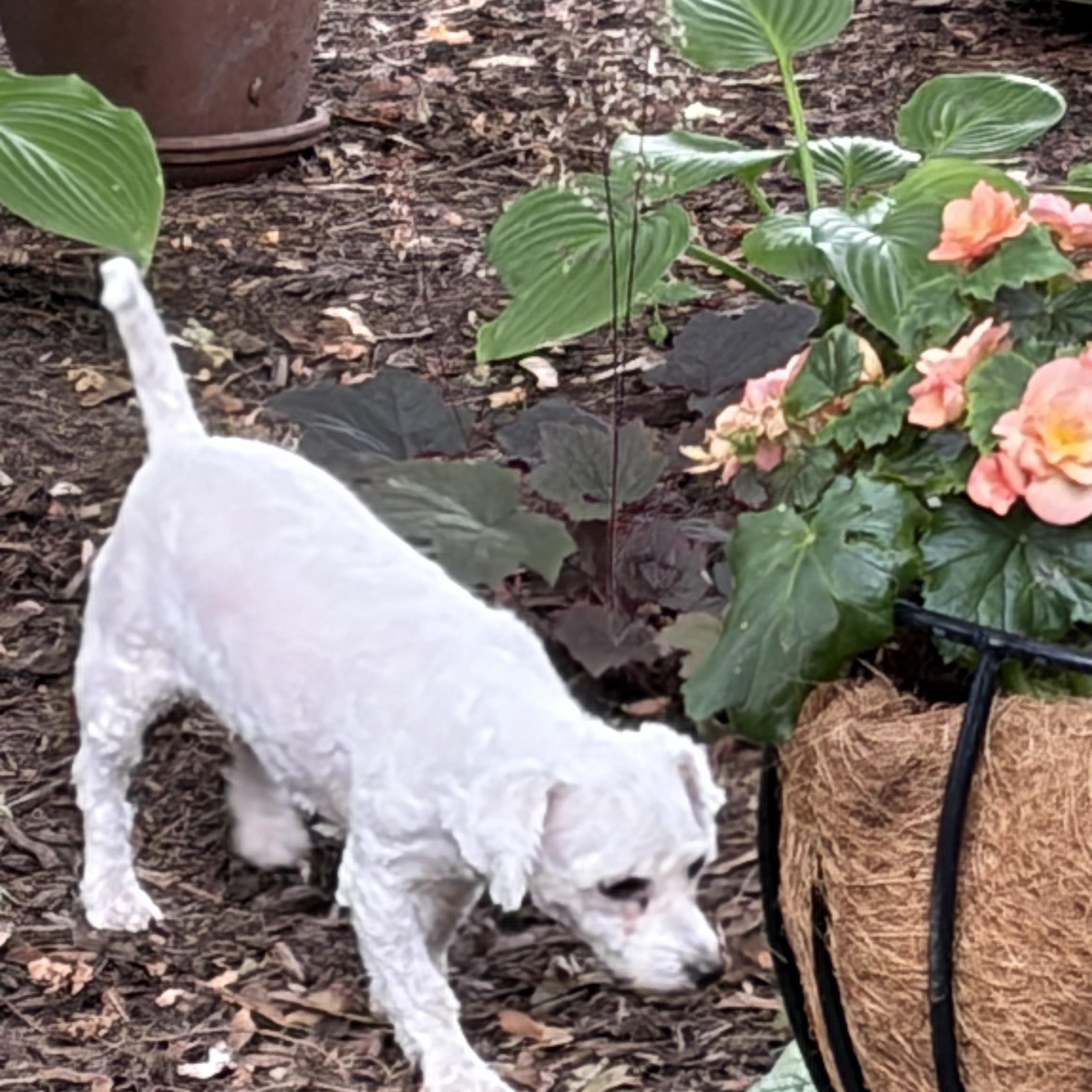 Enlarge Betty White. ADOPT PENDING, a ADOPTABLE Bichon Frise in Chicago, IL image 3/3