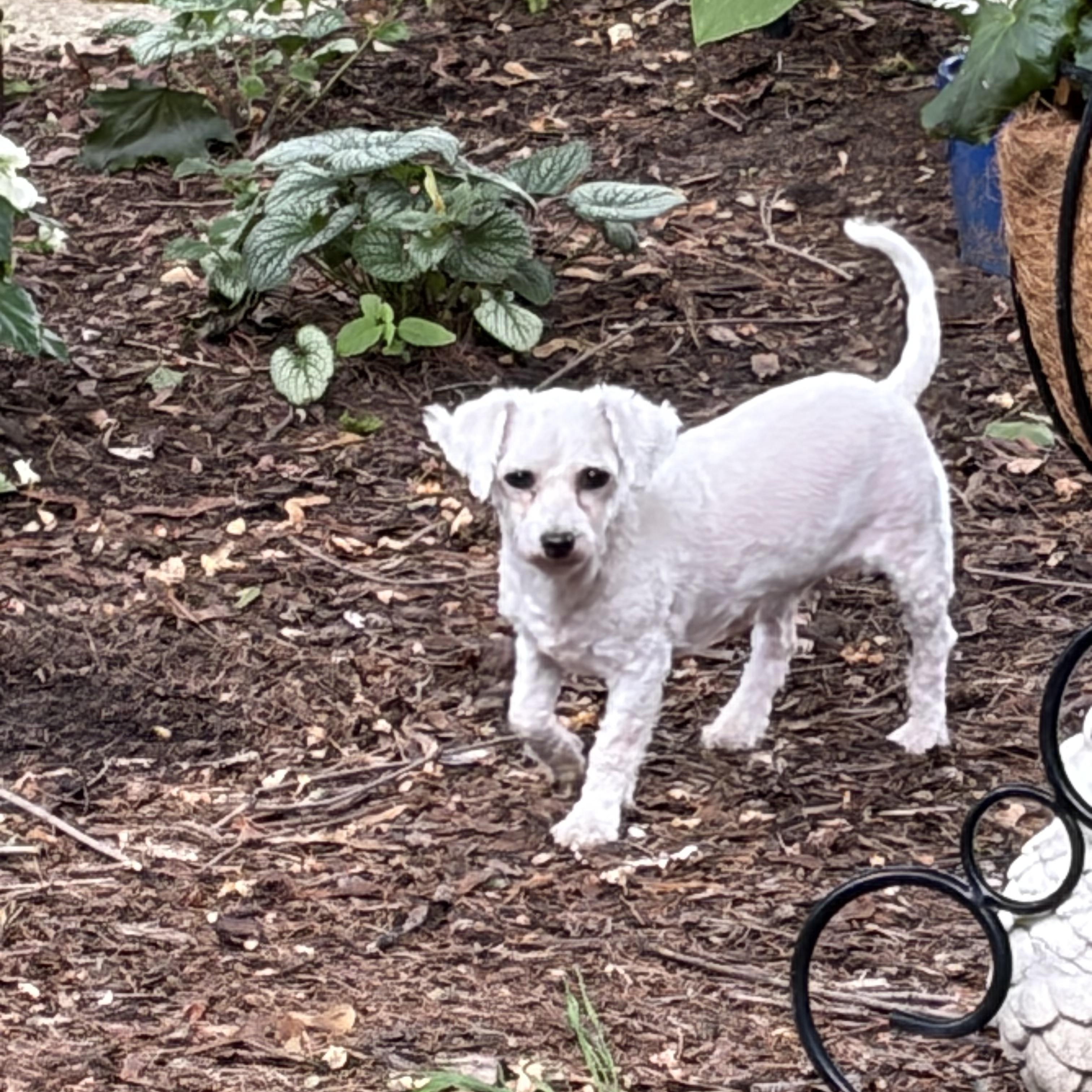 Enlarge Betty White. ADOPT PENDING, a ADOPTABLE Bichon Frise in Chicago, IL image 1/3