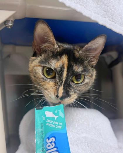 Enlarge Fable, a ADOPTABLE Domestic Short Hair in Missoula, MT image 2/2