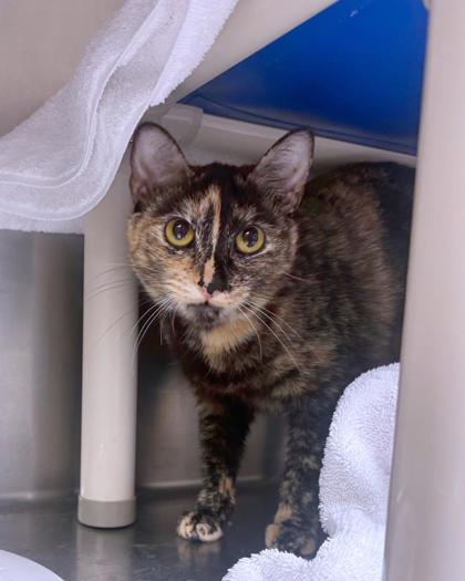 Fable, ADOPTABLE, Young Female Domestic Short Hair.