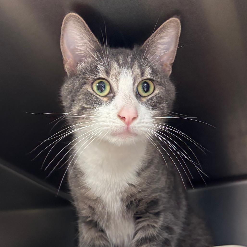 Enlarge Ponderosa, a Adoptable Domestic Short Hair in Chippewa Falls, WI image 1/1