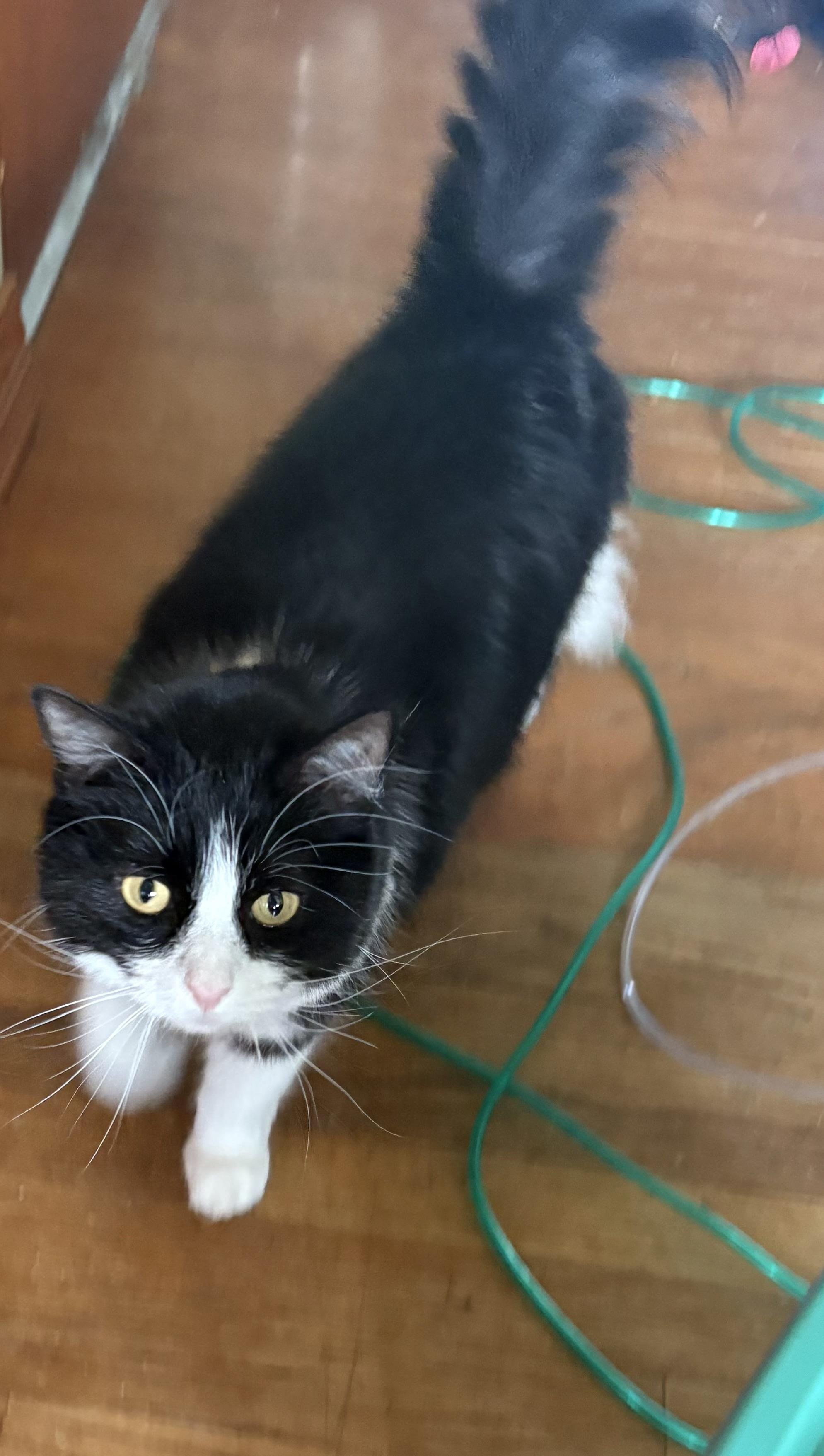 Enlarge Bootsie, a Adoptable Domestic Long Hair in Franklin, OH image 1/1