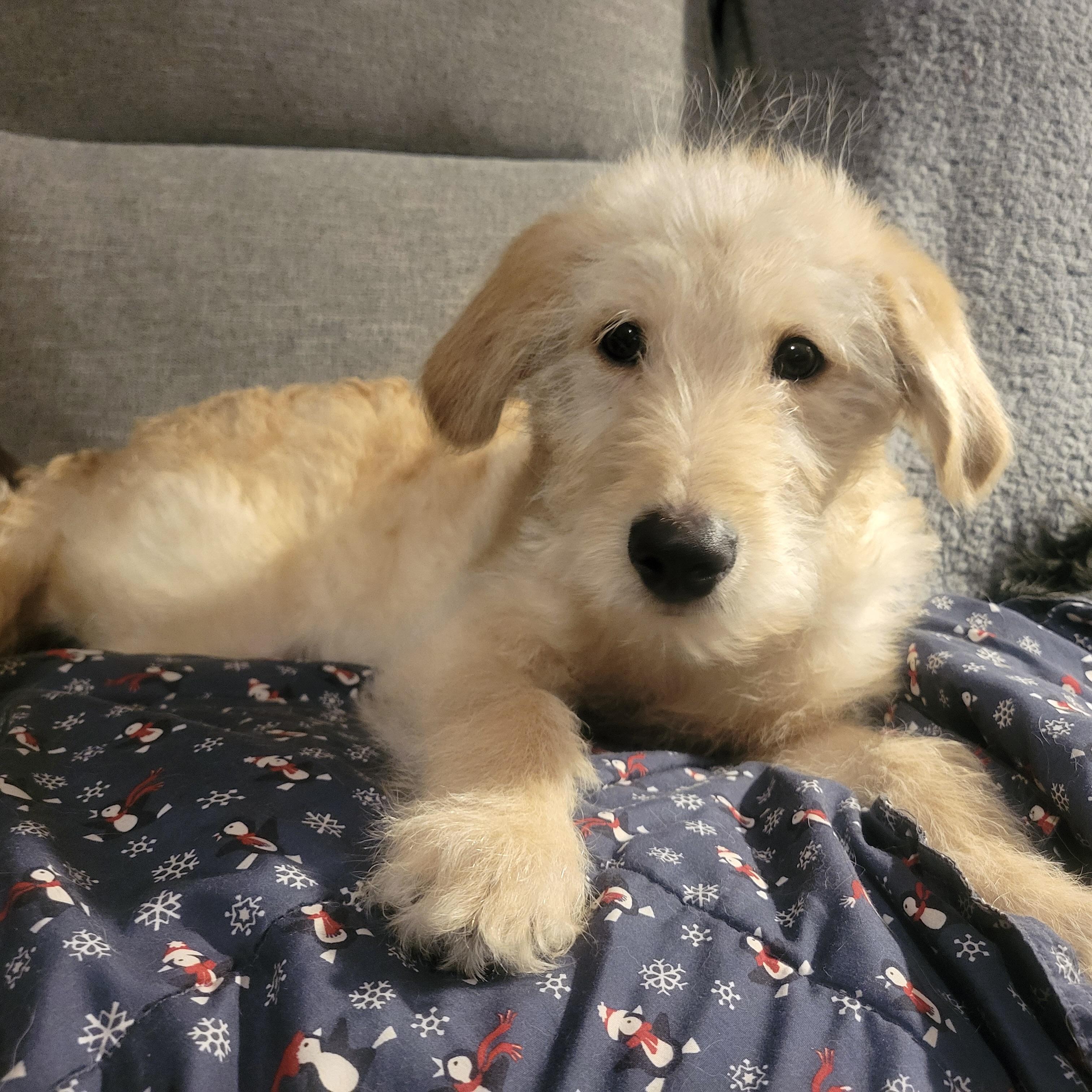 Enlarge Buddy, a ADOPTABLE mixed breed in Prior Lake, MN image 5/5