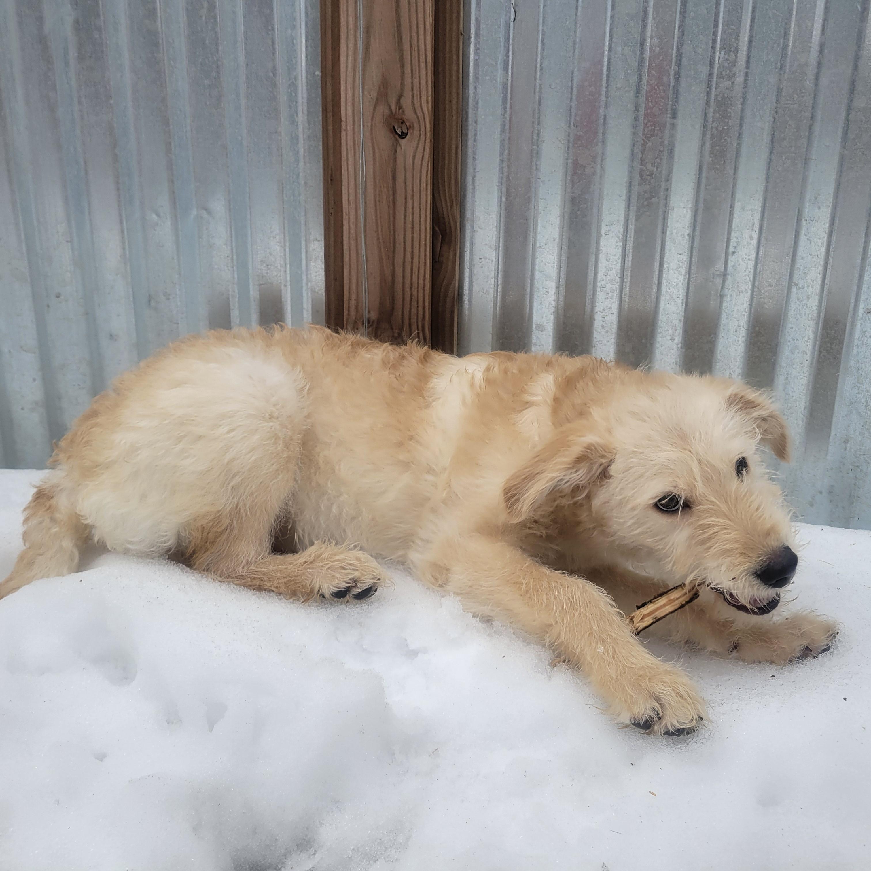 Enlarge Buddy, a ADOPTABLE mixed breed in Prior Lake, MN image 3/5