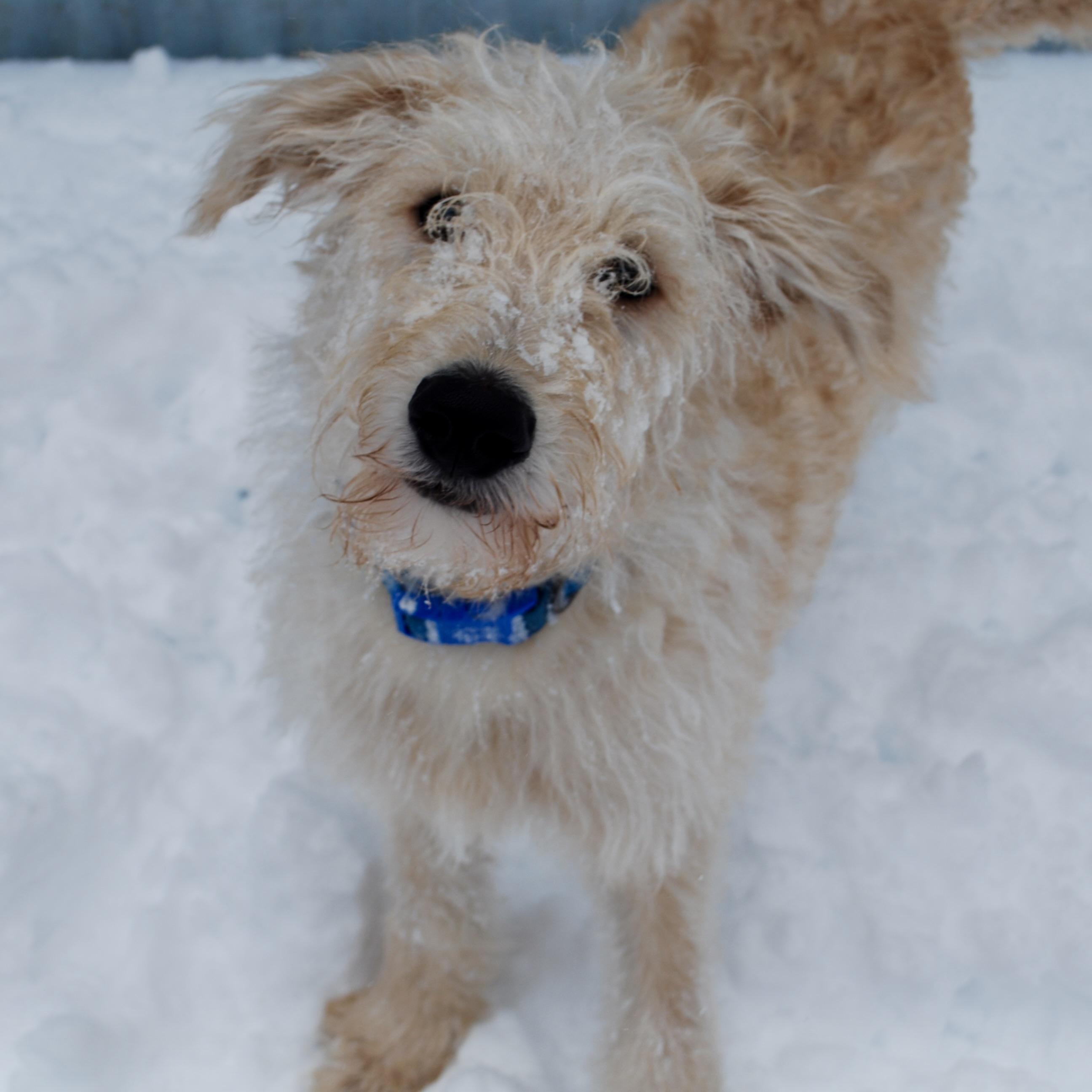 Buddy, an adoptable mixed breed in Prior Lake, MN image 2/6