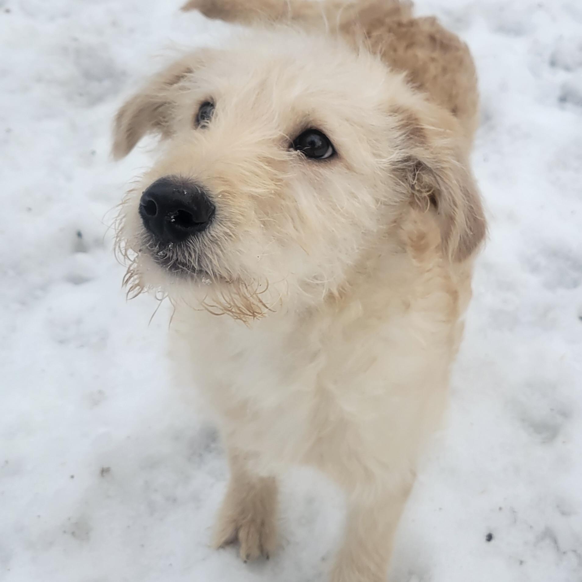 Enlarge Buddy, a ADOPTABLE mixed breed in Prior Lake, MN image 2/5