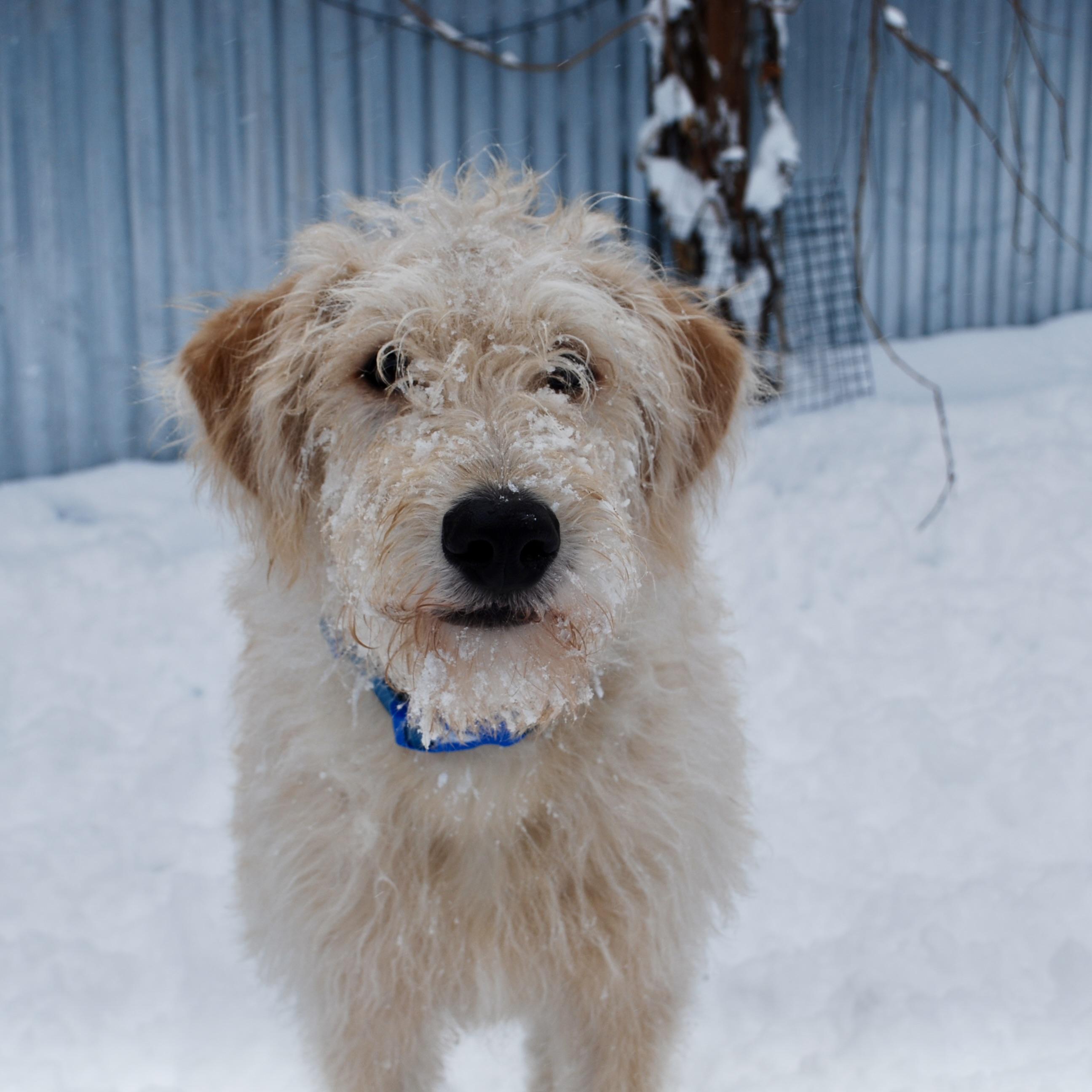 Buddy, adoptable, Puppy Male Poodle & Golden Retriever.