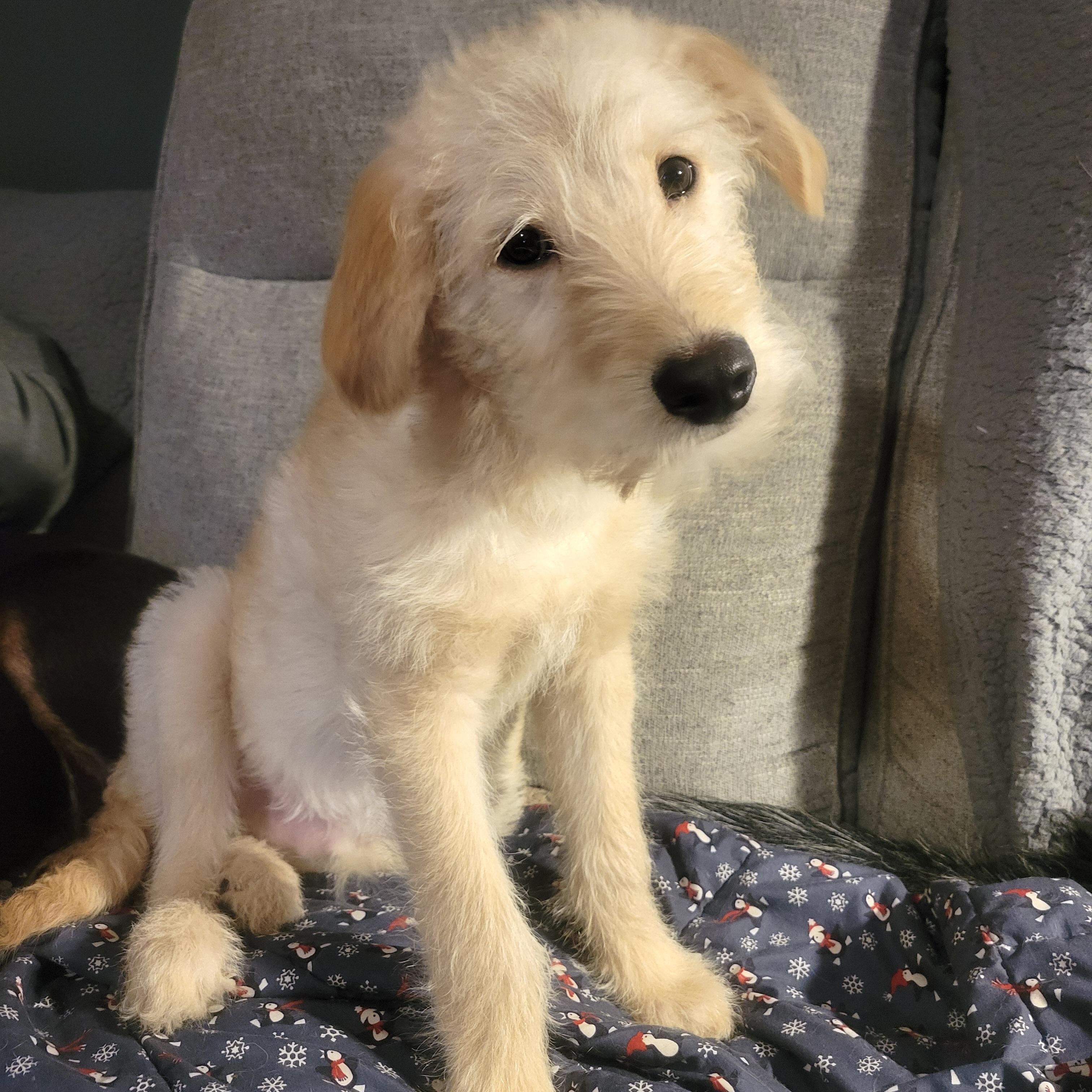 Enlarge Buddy, a ADOPTABLE mixed breed in Prior Lake, MN image 4/5