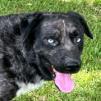 Jethro, Adoptable, Adult Male Catahoula Leopard Dog.