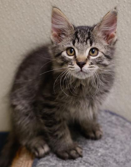 Cringer, Adoptable, Kitten Male Domestic Long Hair & Domestic Short Hair.