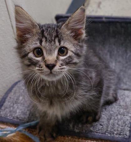 Enlarge Cringer, a Adoptable mixed breed in Baraboo, WI image 2/3