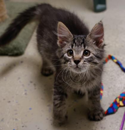 Enlarge Cringer, a Adoptable mixed breed in Baraboo, WI image 3/3