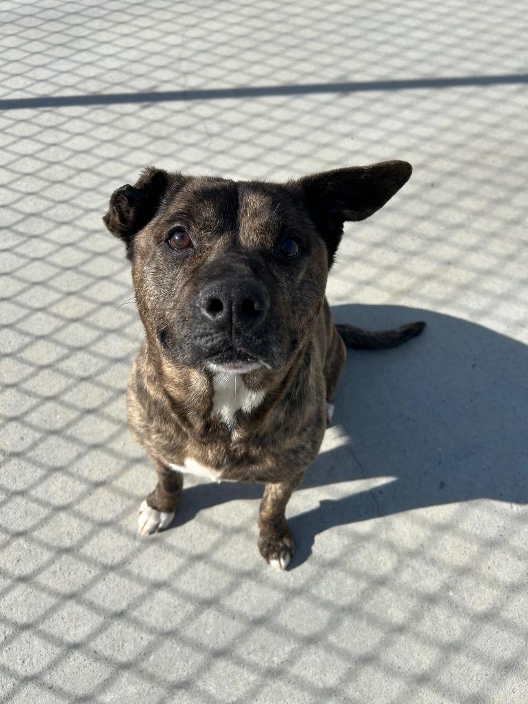 Aukman, Adoptable, Senior Male Pit Bull Terrier.