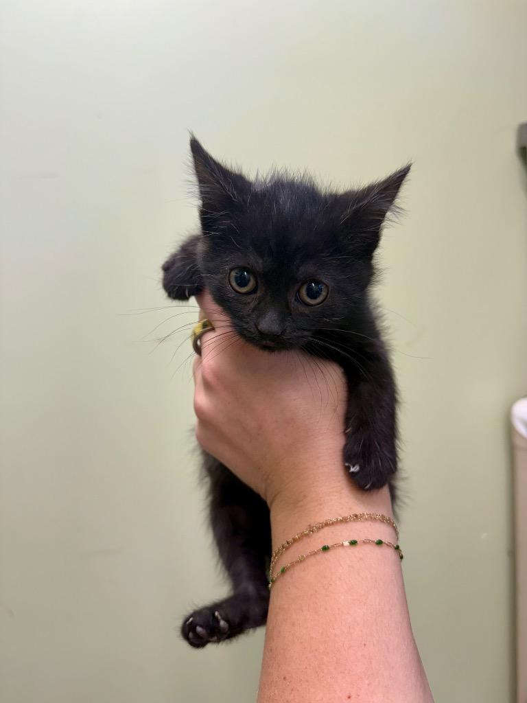 Photobucket, Adoptable, Kitten Female Domestic Short Hair.