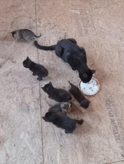 Enlarge Photobucket, a Adoptable mixed breed in Auburn, IN image 2/2