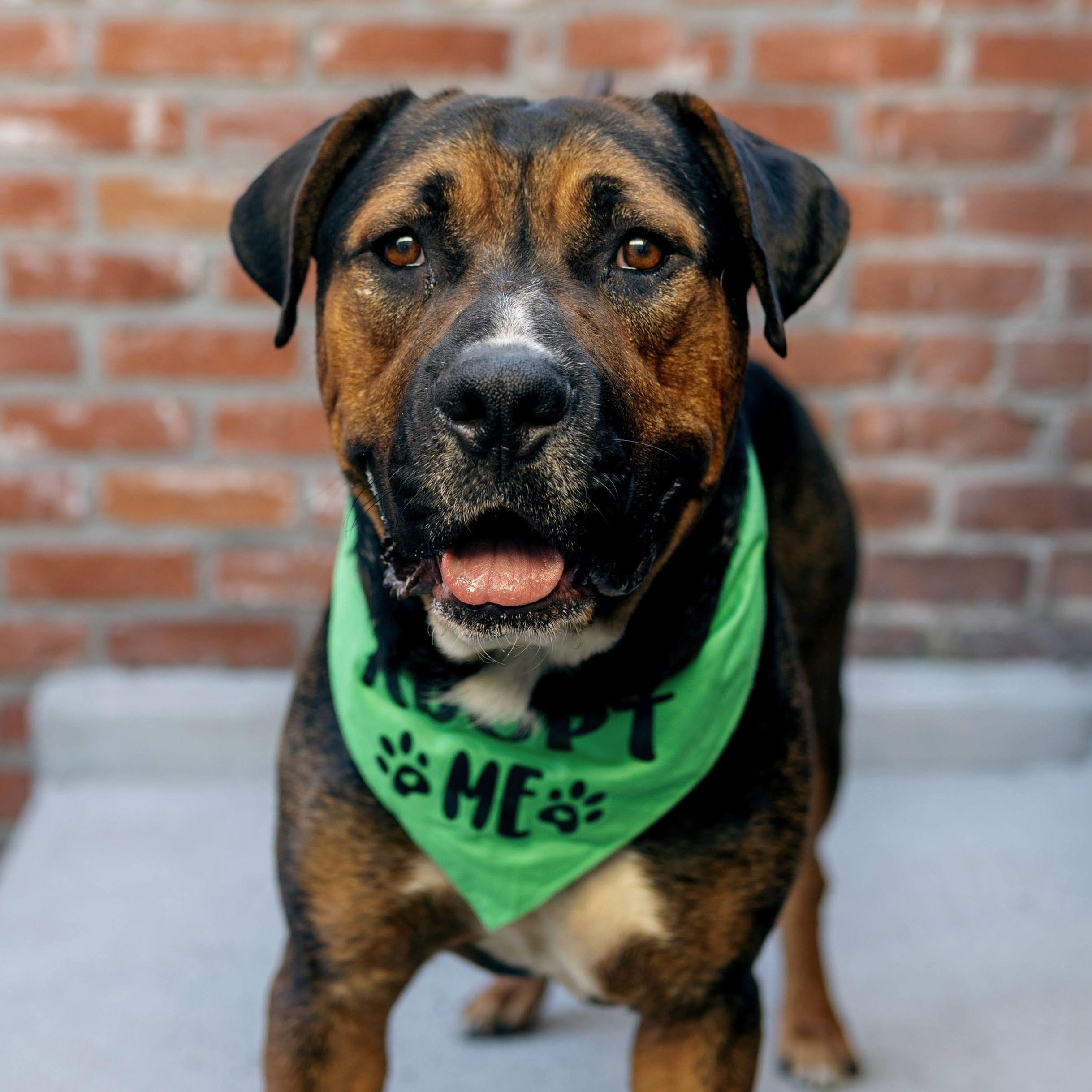 Enlarge Cooper, a Adoptable mixed breed in Burbank, CA image 2/6