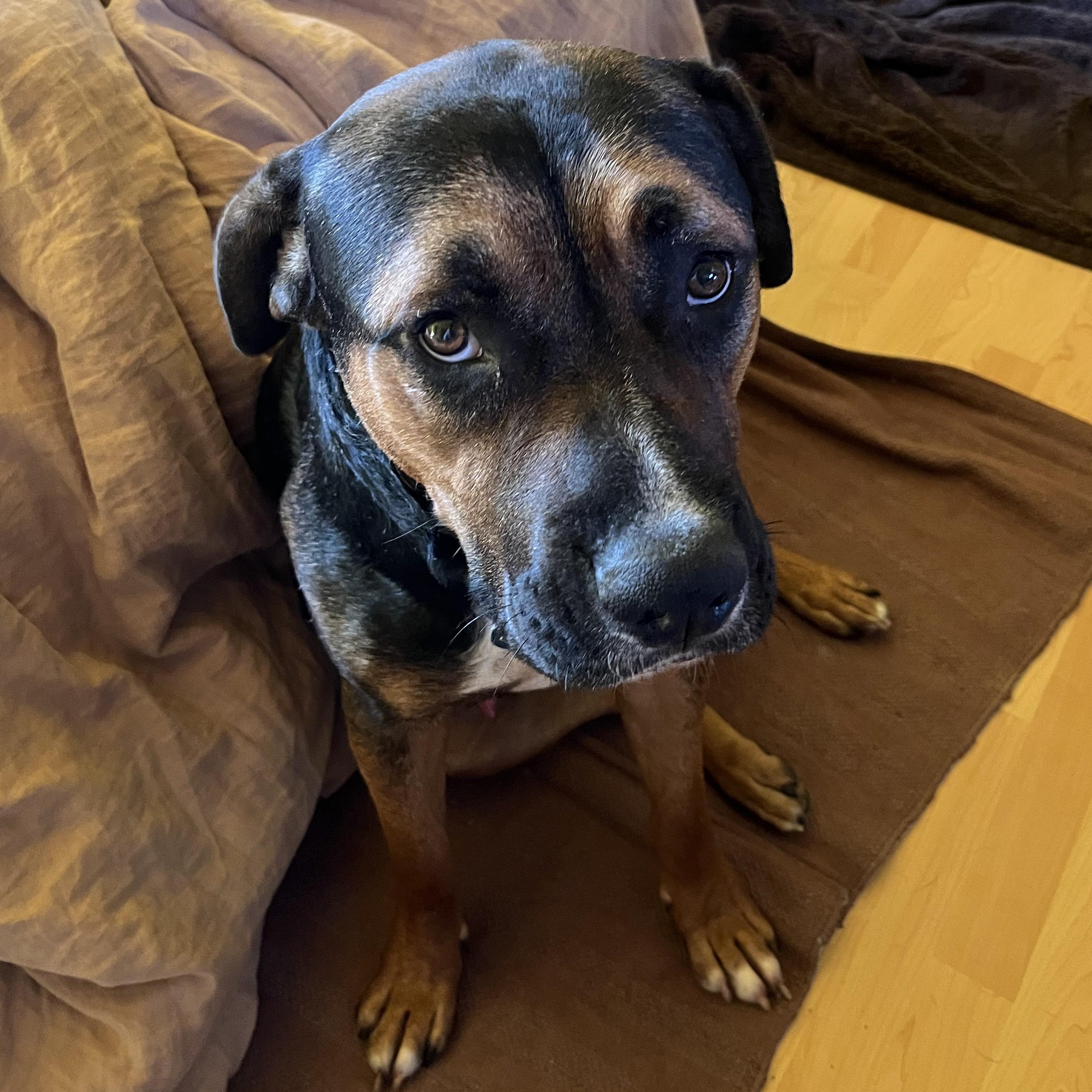 Enlarge Cooper, a Adoptable mixed breed in Burbank, CA image 6/6