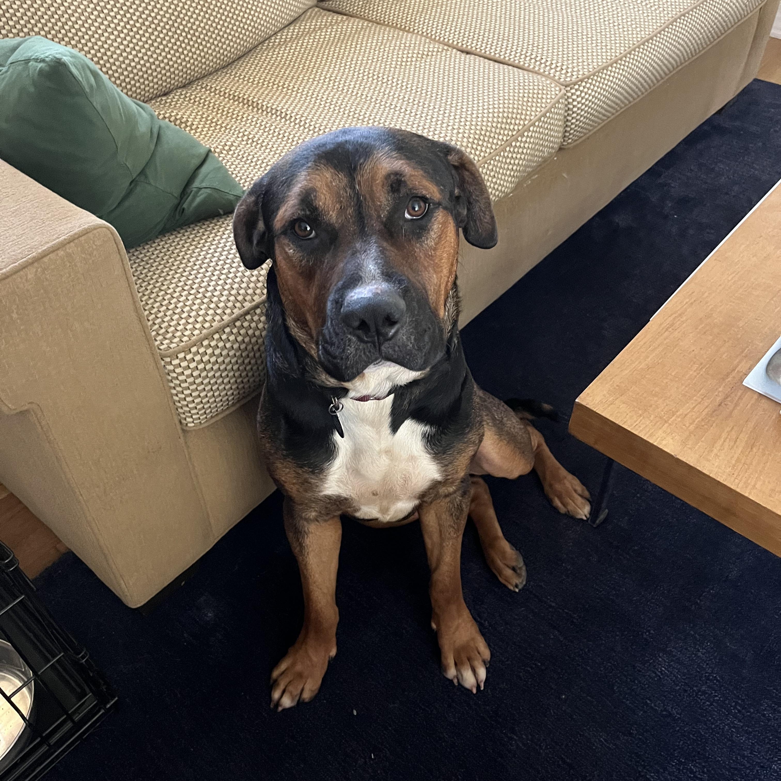 Enlarge Cooper, a Adoptable mixed breed in Burbank, CA image 2/5