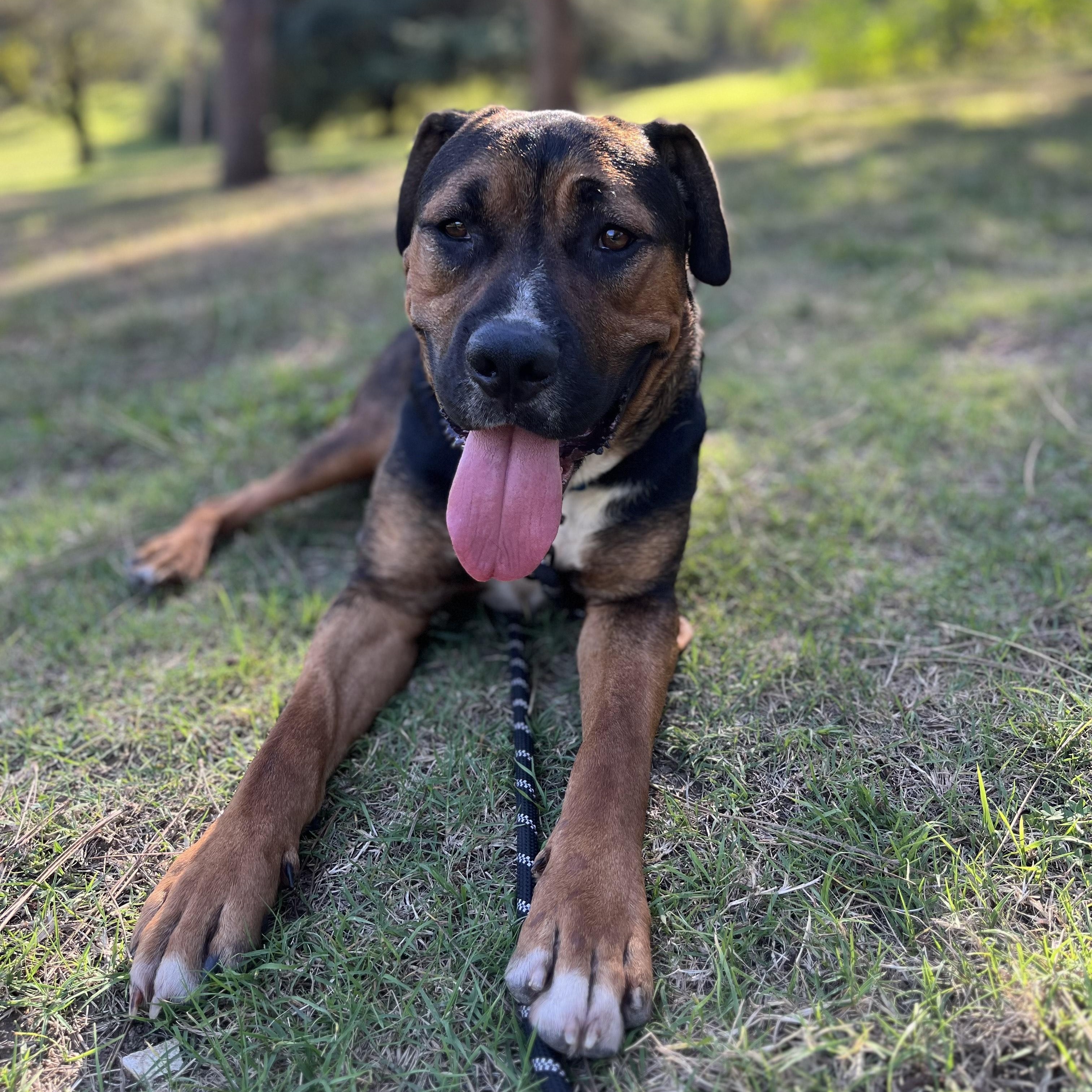 Cooper, Adoptable, Young Male Rottweiler & Labrador Retriever.