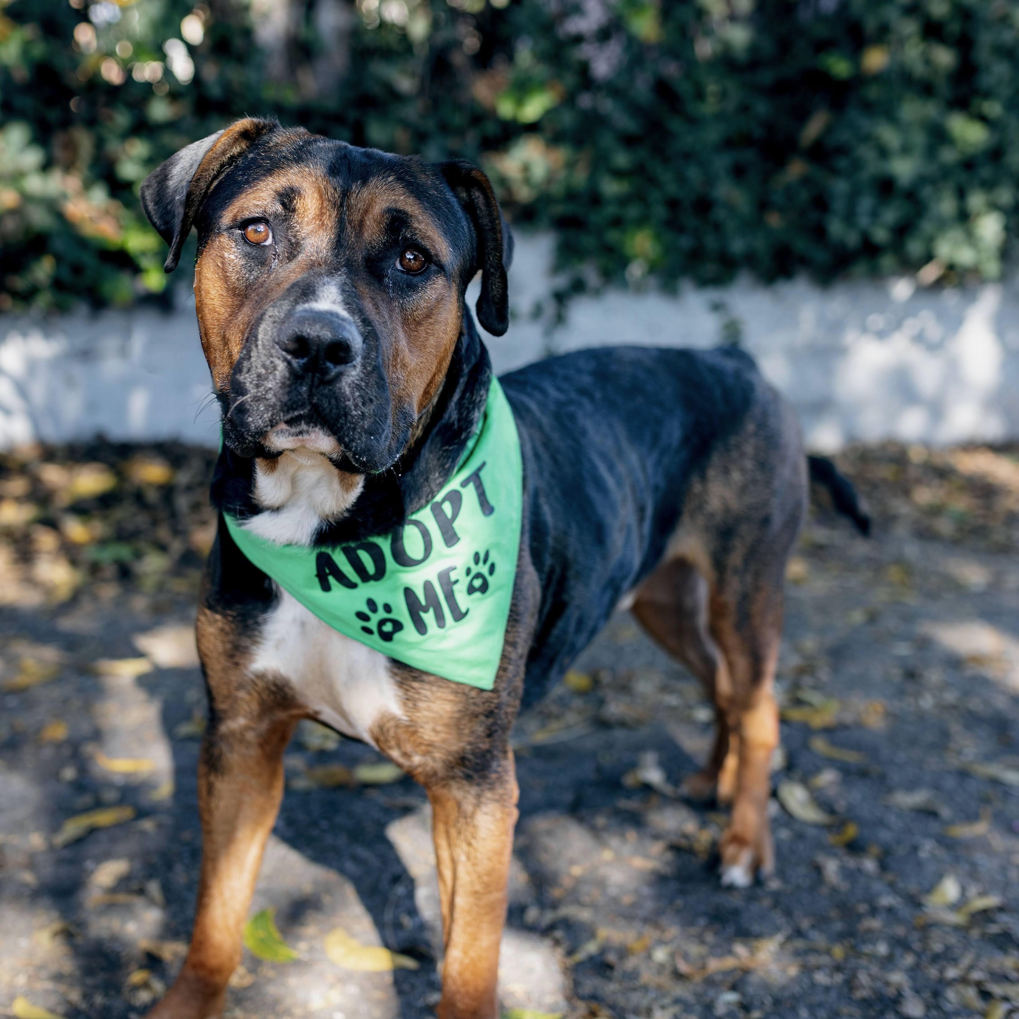 Enlarge Cooper, a Adoptable mixed breed in Burbank, CA image 5/6