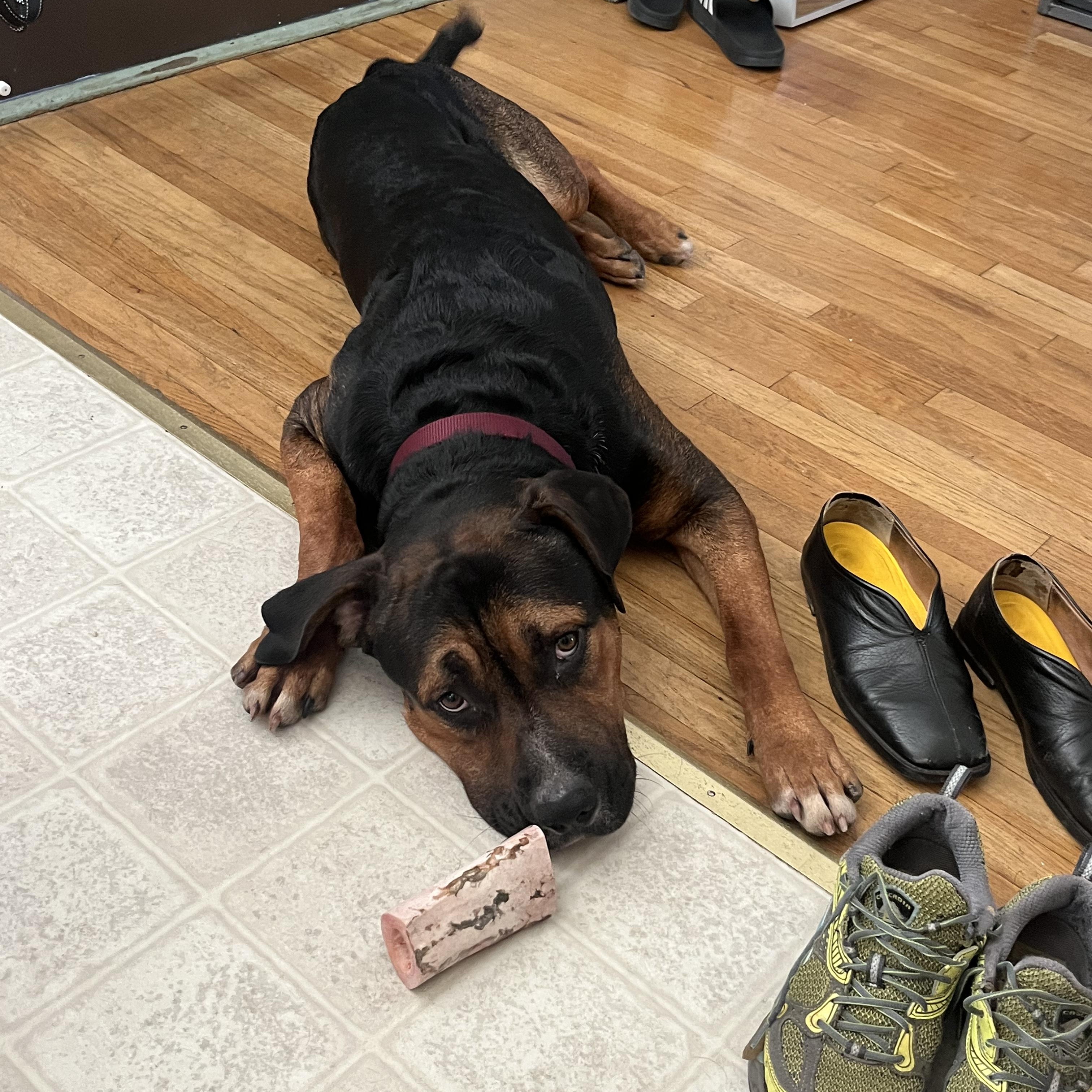 Enlarge Cooper, a Adoptable mixed breed in Burbank, CA image 3/5