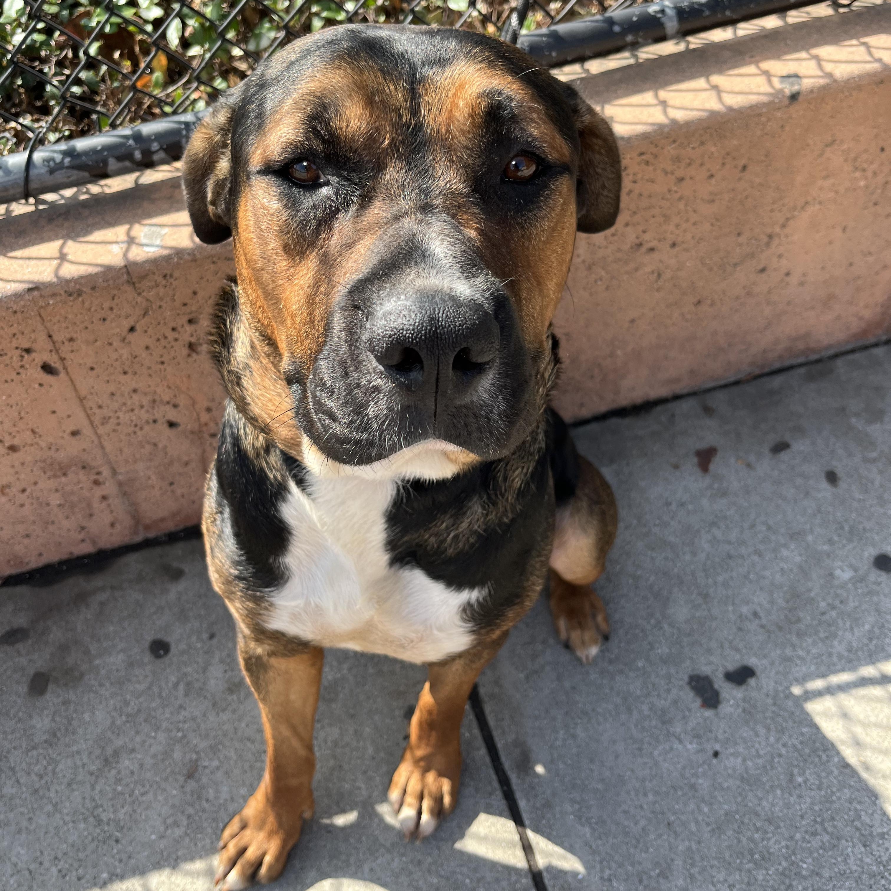Enlarge Cooper, a Adoptable mixed breed in Burbank, CA image 5/5