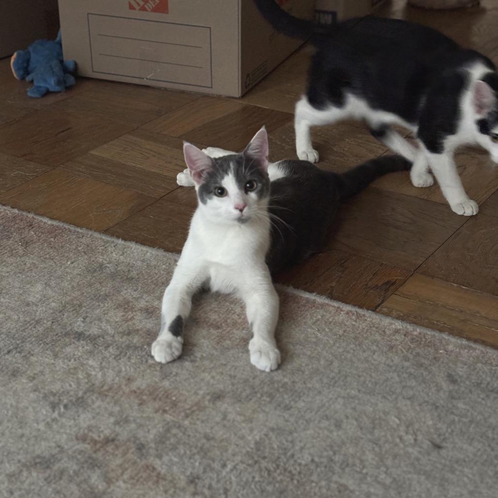 Troll, Adoptable, Young Male Domestic Short Hair.