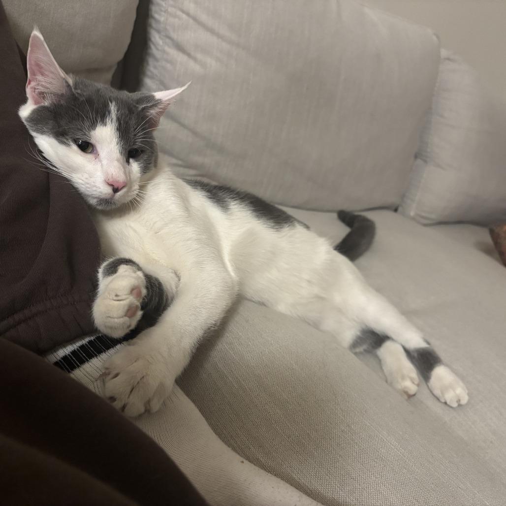 Troll, Adoptable, Young Male Domestic Short Hair.