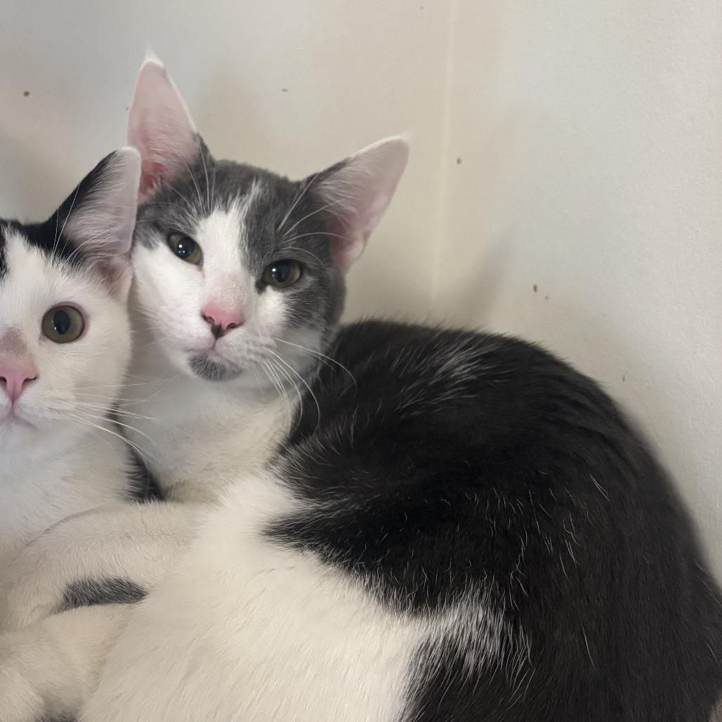 Enlarge Troll, a Adoptable Domestic Short Hair in Washington, DC image 2/6