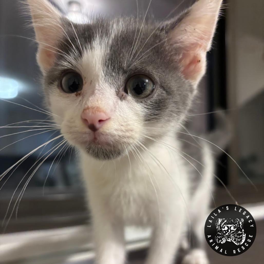 Enlarge Troll, a Adoptable Domestic Short Hair in Washington, DC image 4/6