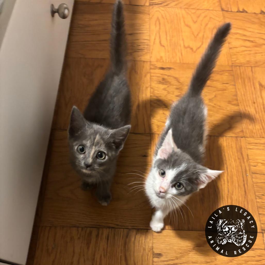 Enlarge Troll, a Adoptable Domestic Short Hair in Washington, DC image 6/6