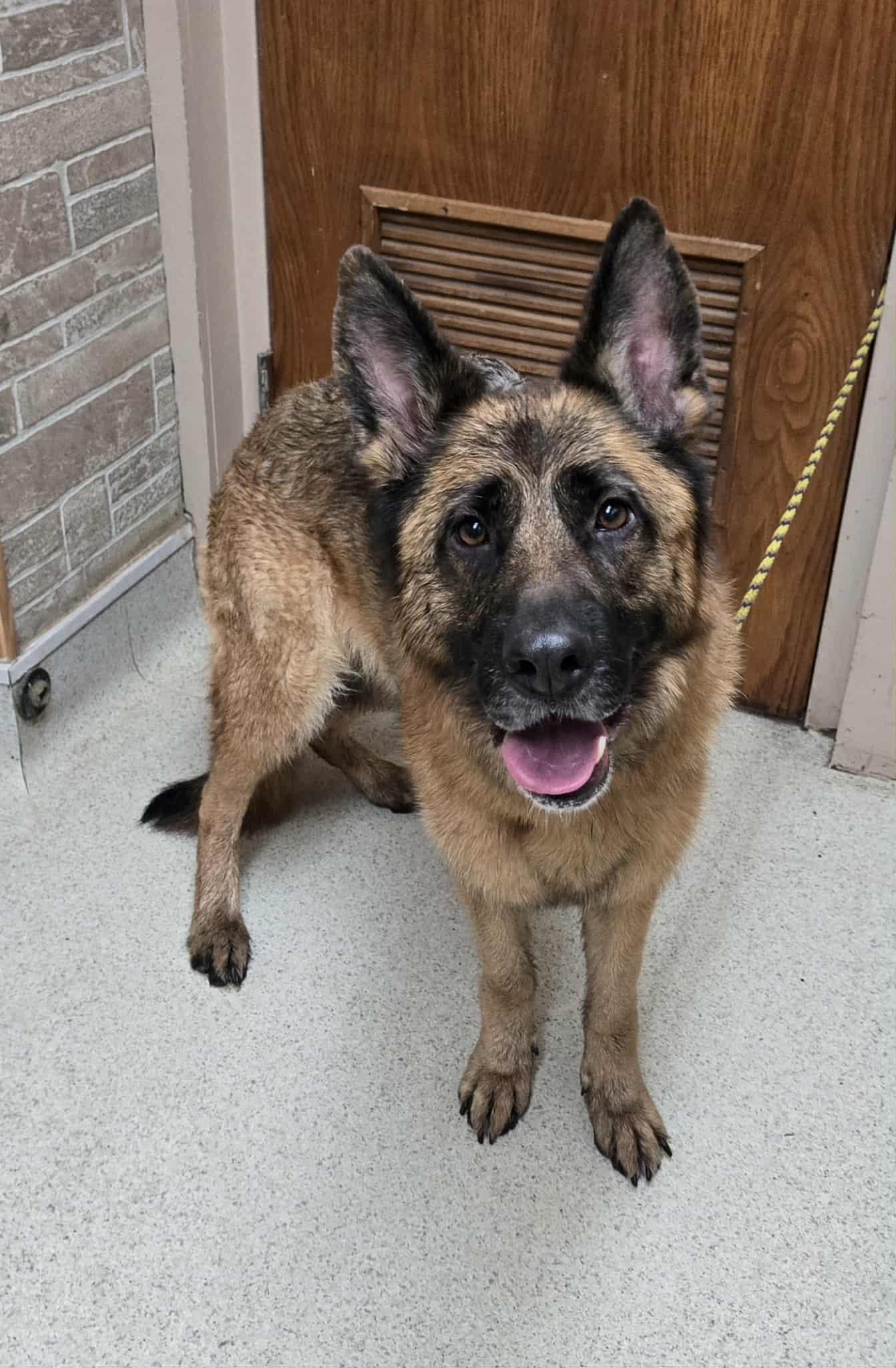 Enlarge Gretel, an adopted German Shepherd Dog in Freeport, IL image 4/4