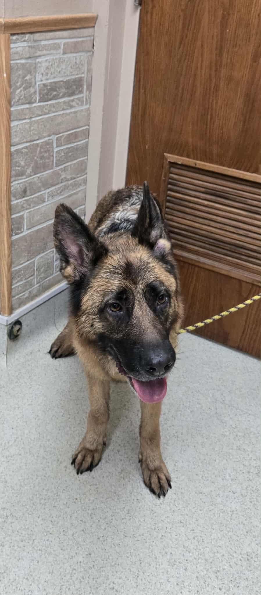 Enlarge Gretel, an adopted German Shepherd Dog in Freeport, IL image 2/4