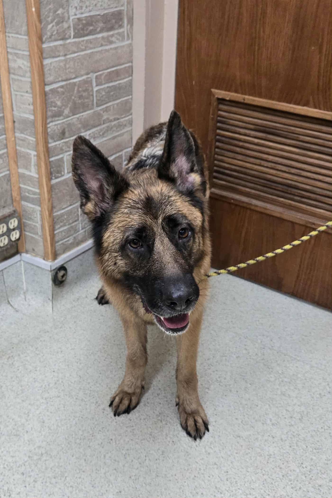 Gretel, adopted, Adult Female German Shepherd Dog.