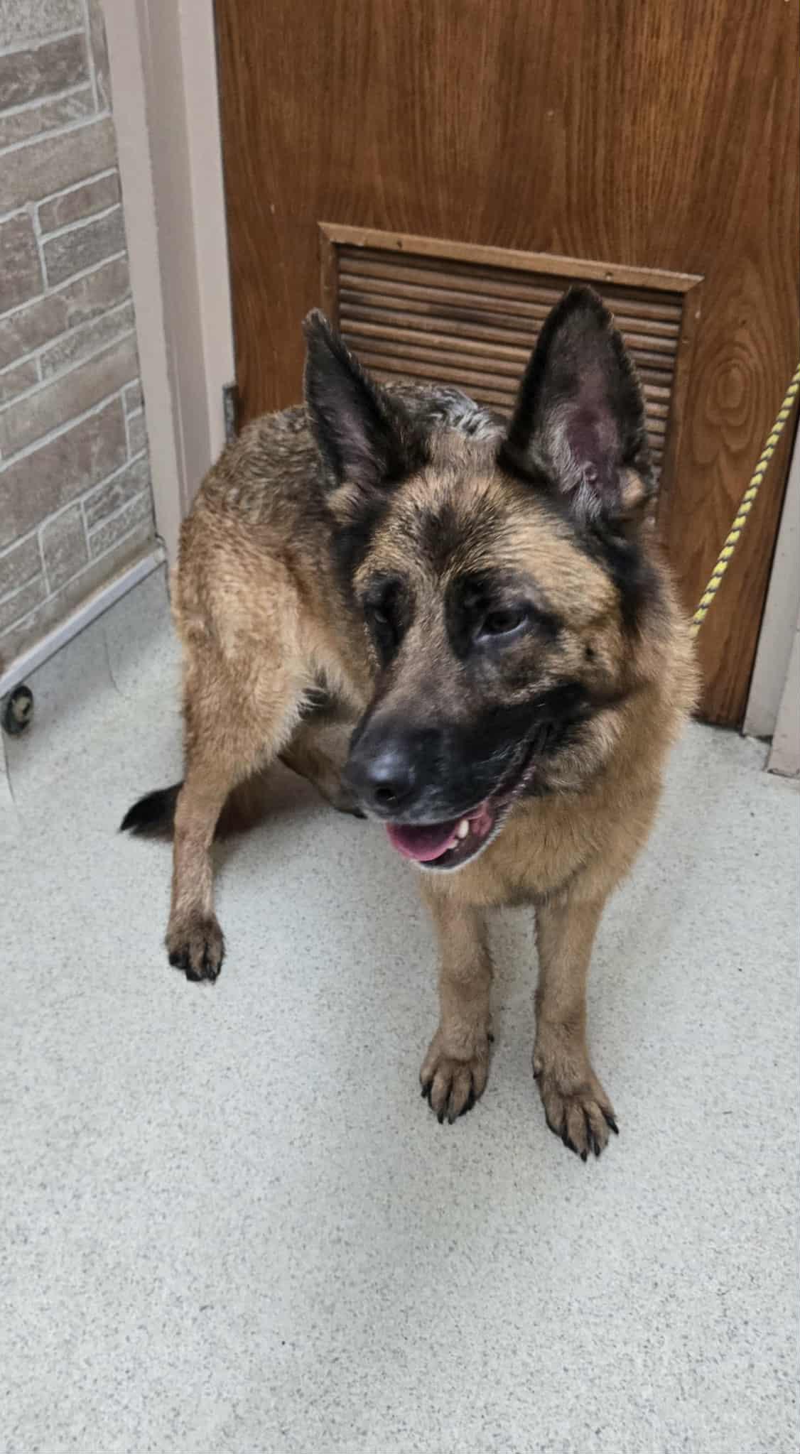 Enlarge Gretel, an adopted German Shepherd Dog in Freeport, IL image 3/4